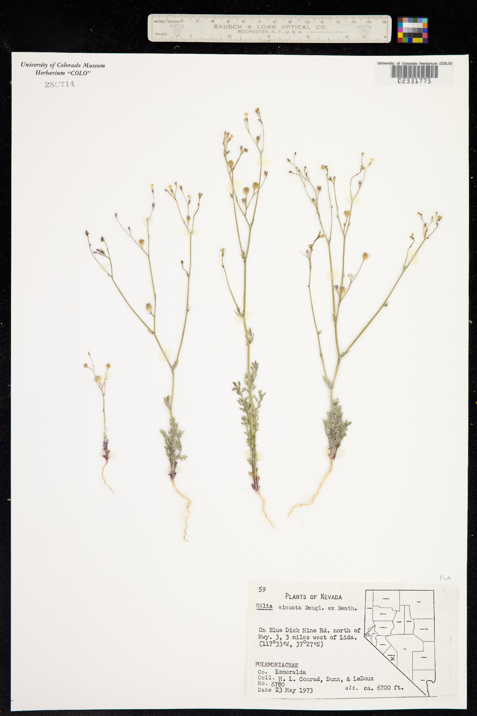 Gilia sinuata image