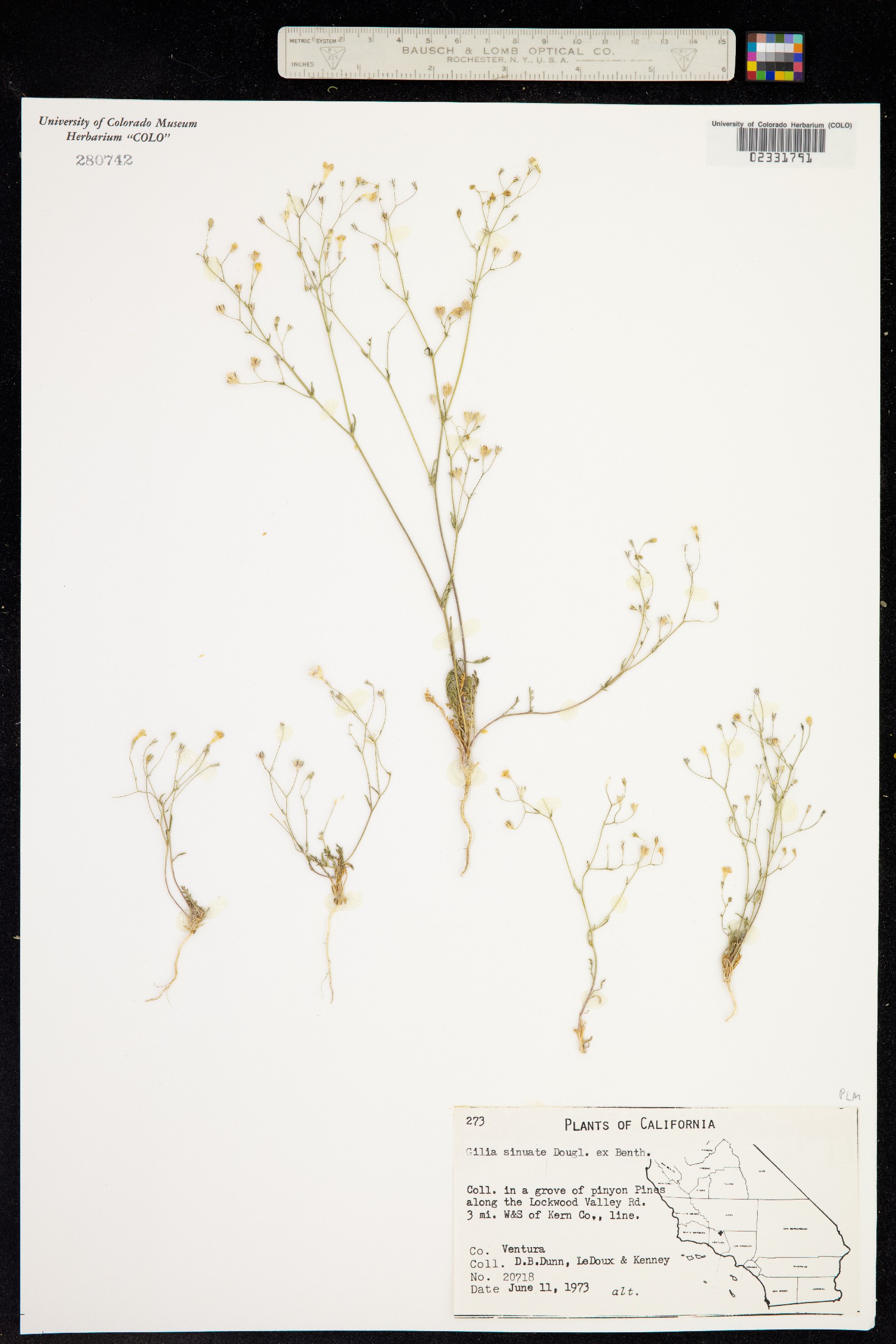 Gilia sinuata image