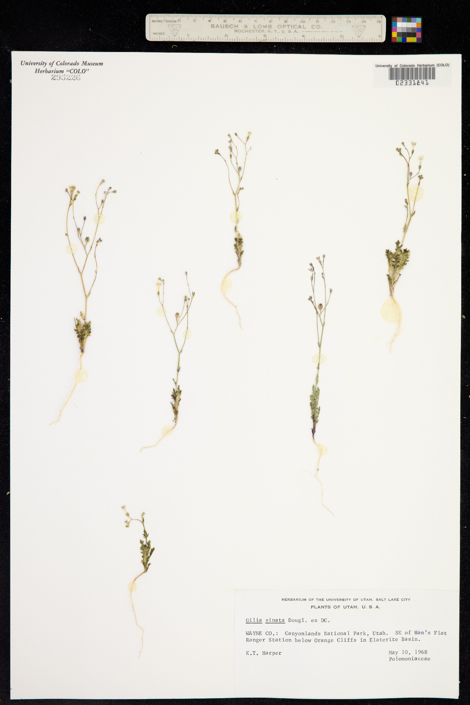 Gilia sinuata image