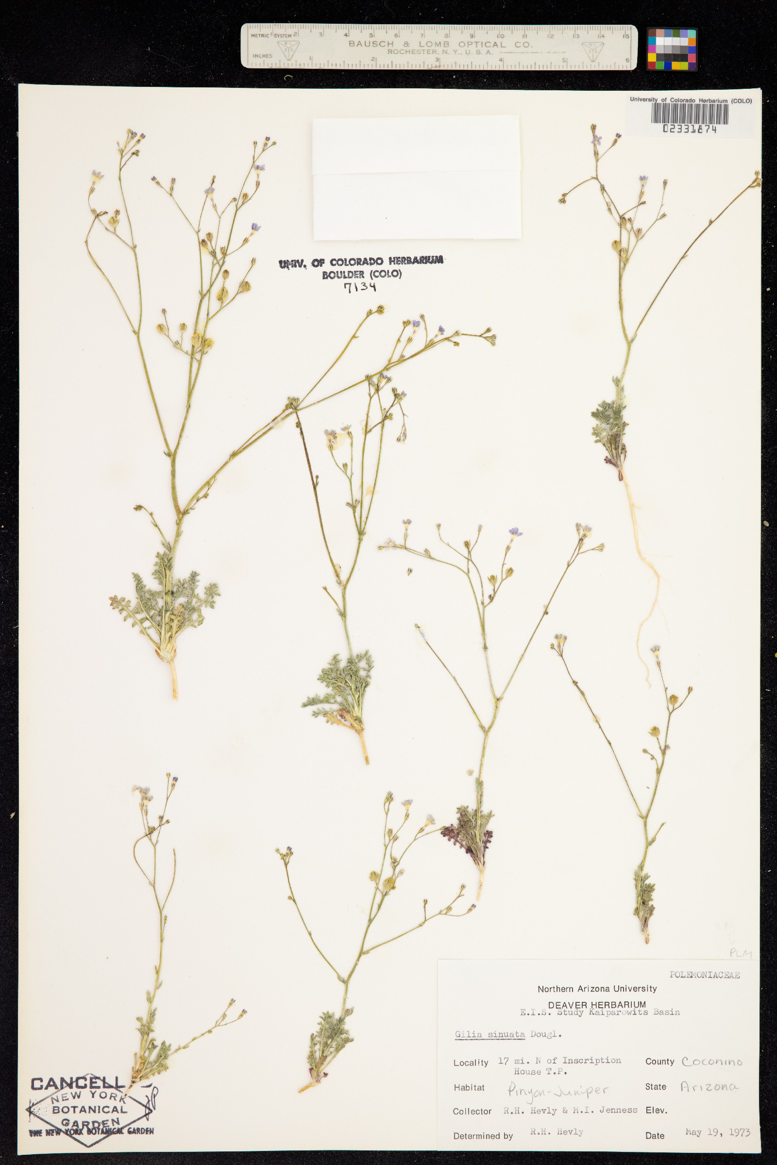 Gilia sinuata image