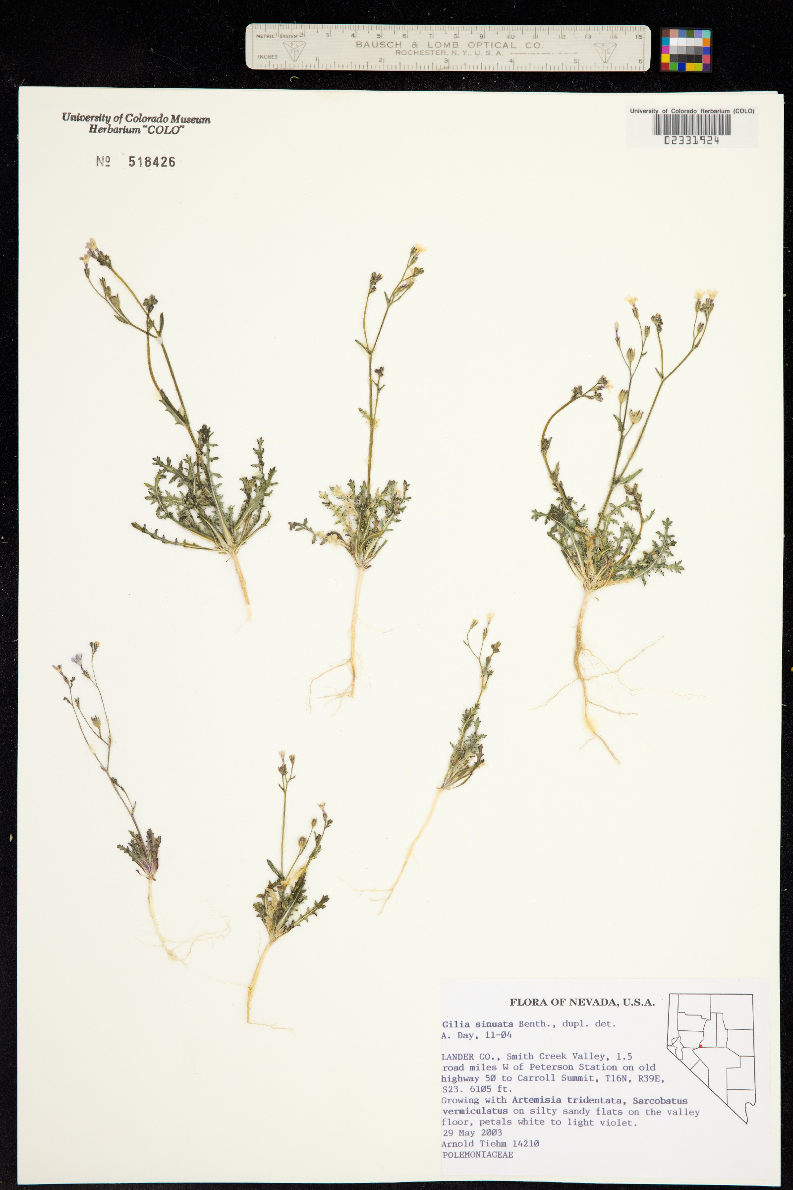 Gilia sinuata image
