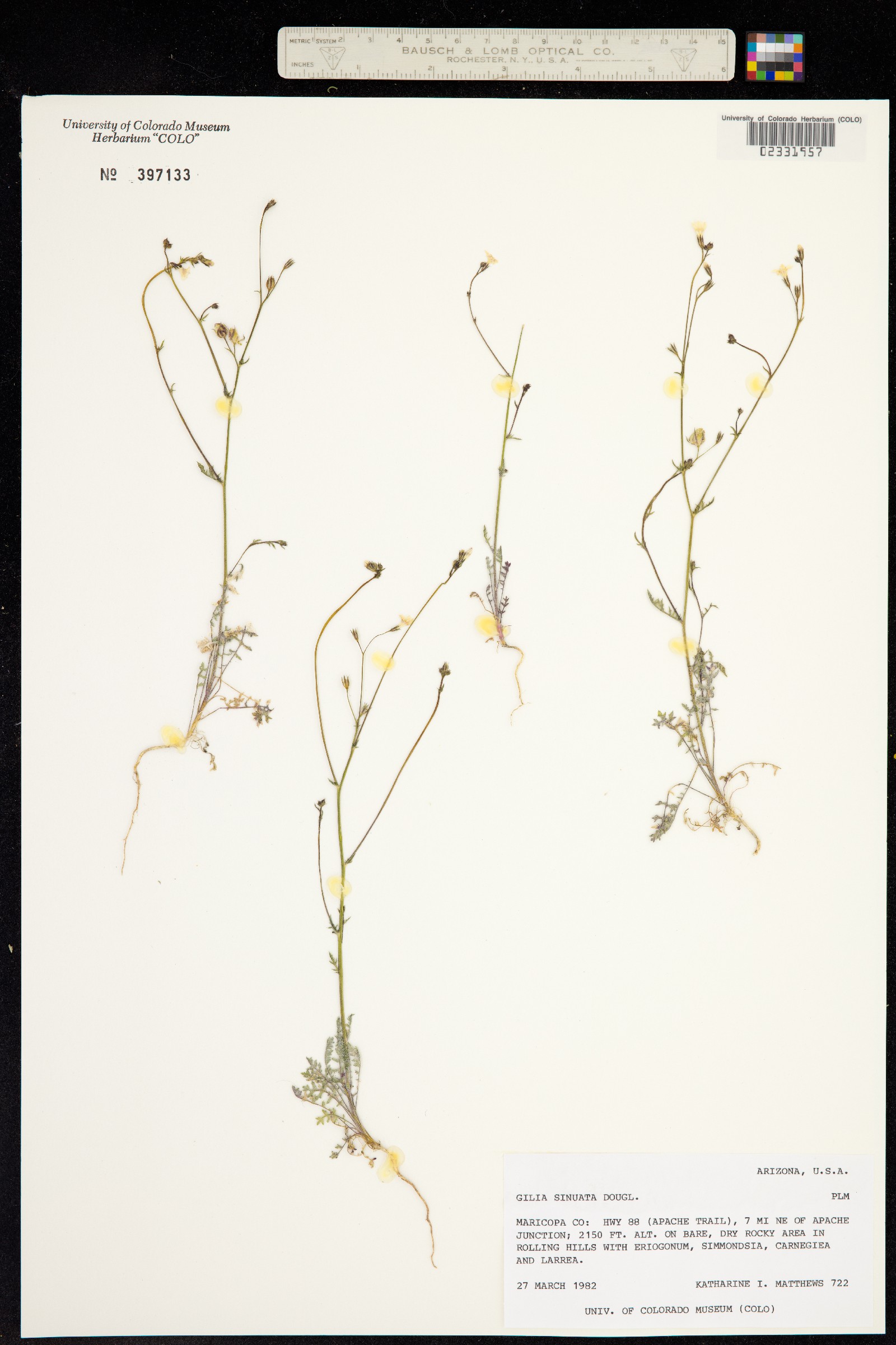 Gilia sinuata image