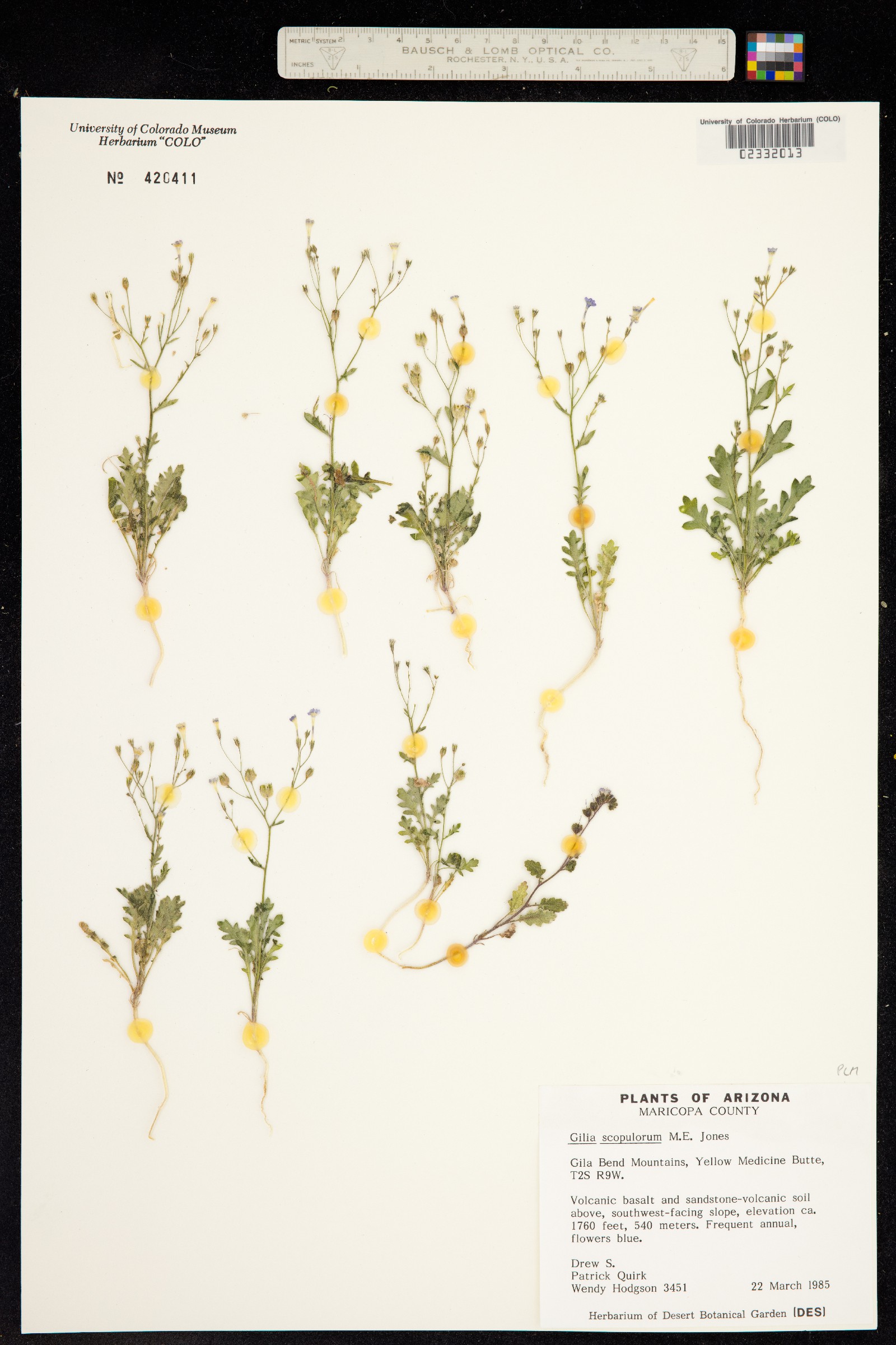 Gilia scopulorum image