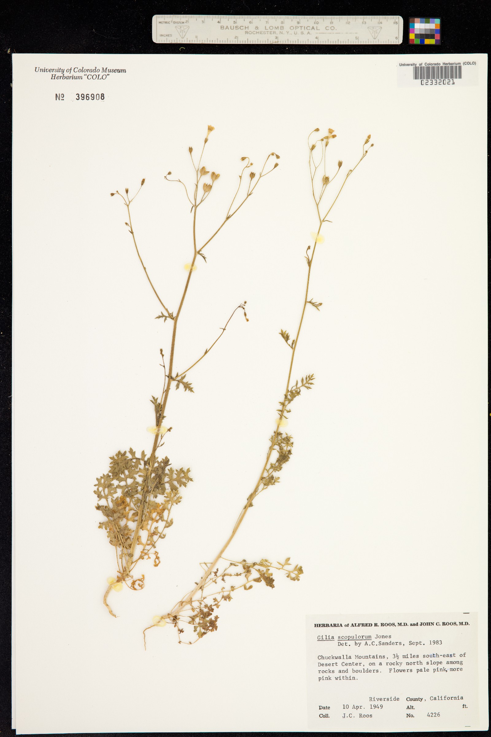 Gilia scopulorum image