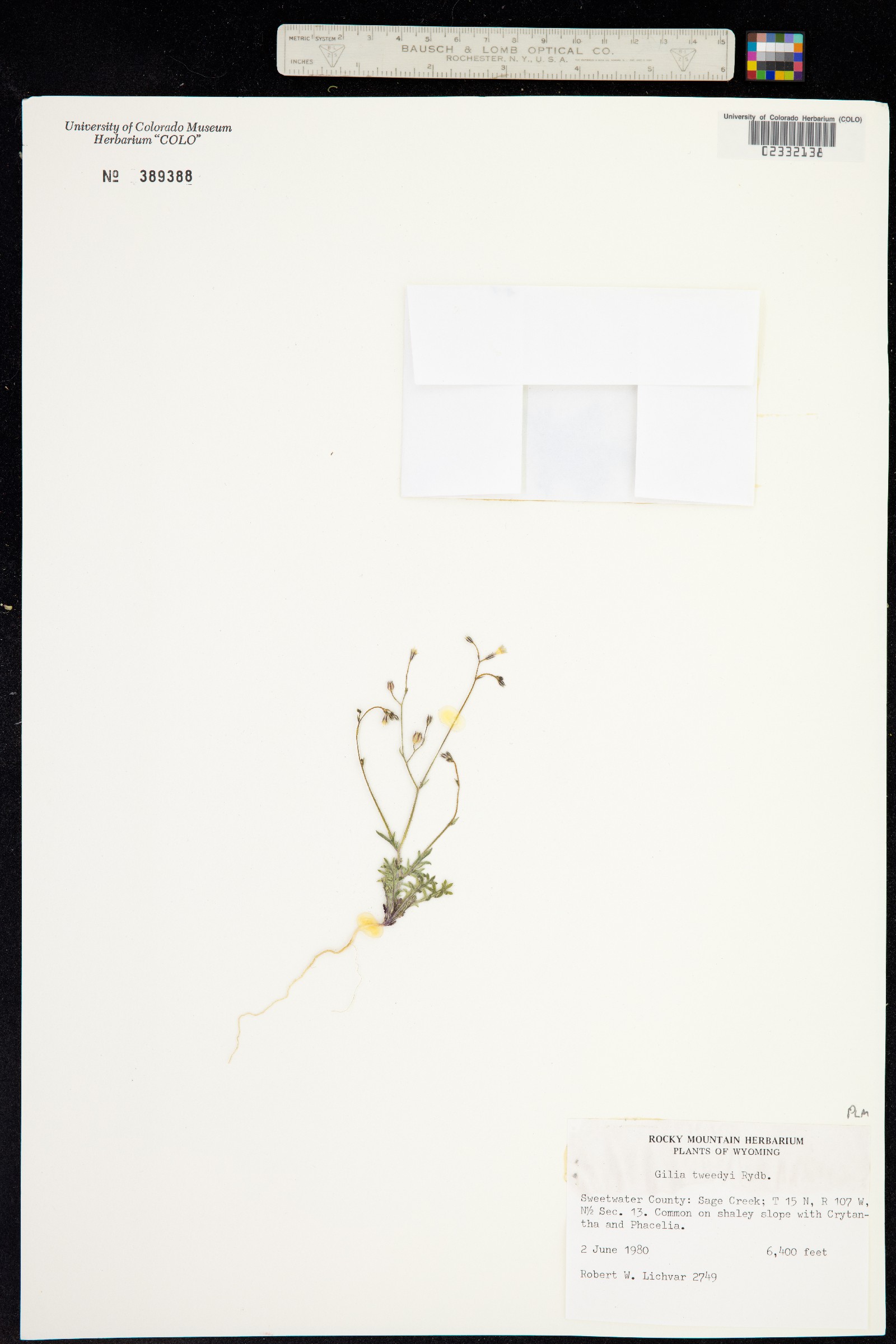 Gilia tweedyi image