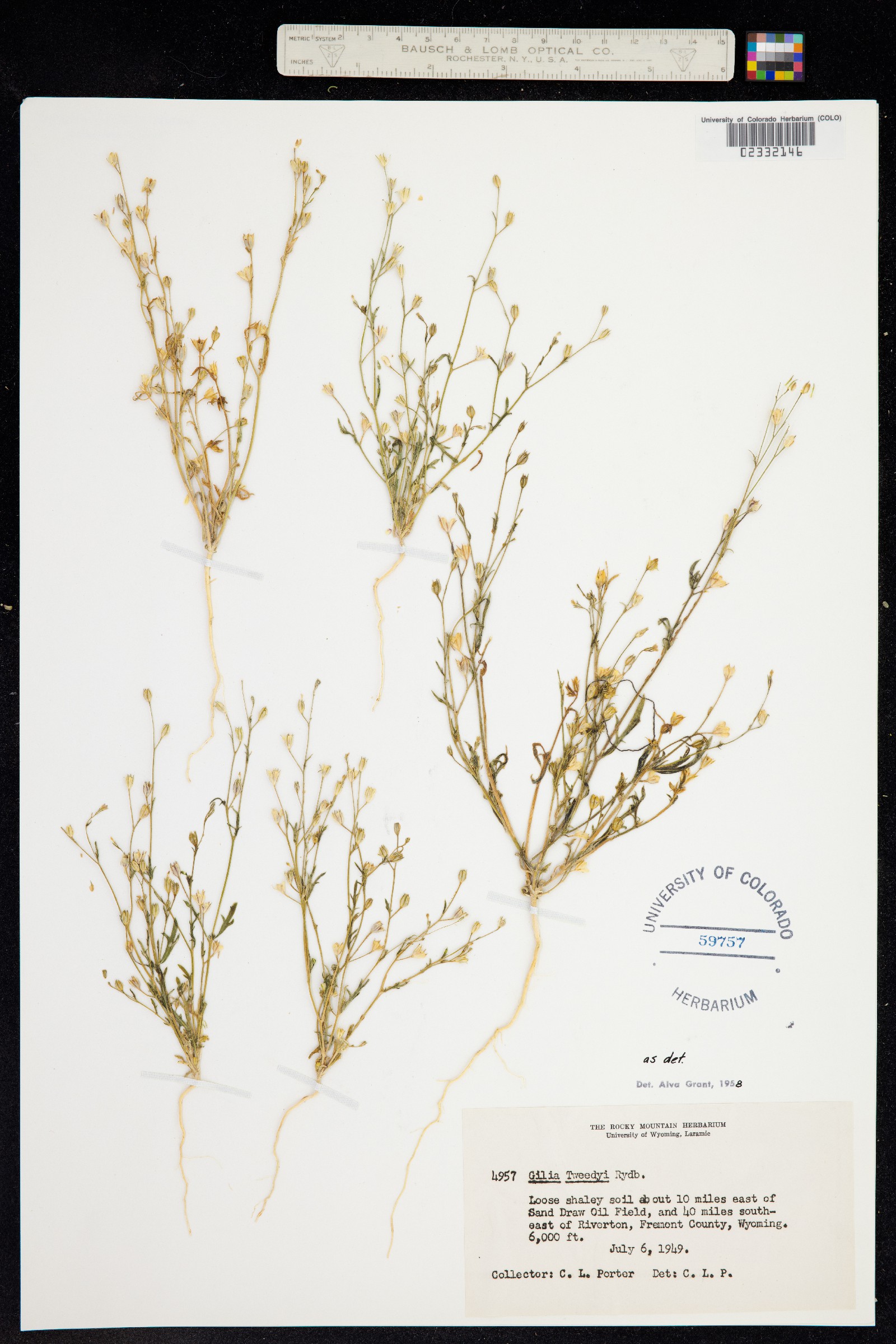Gilia tweedyi image