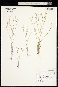 Gilia salticola image