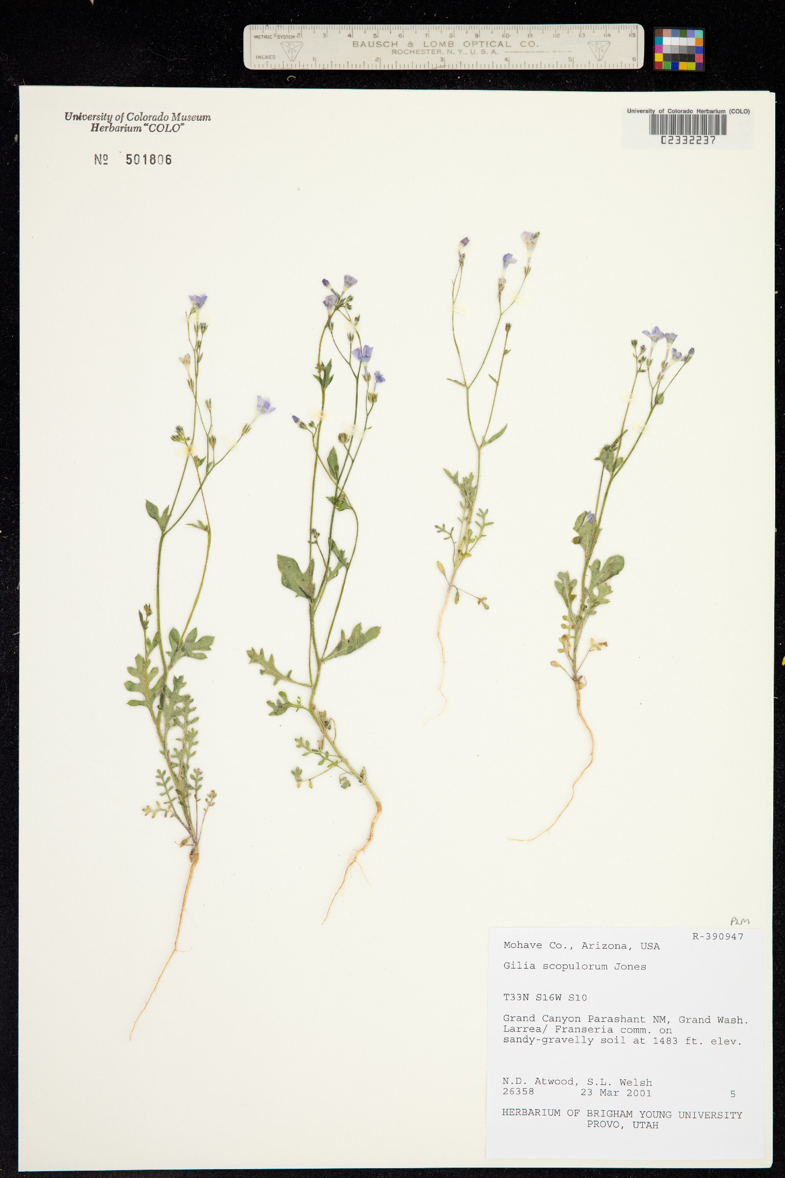Gilia scopulorum image