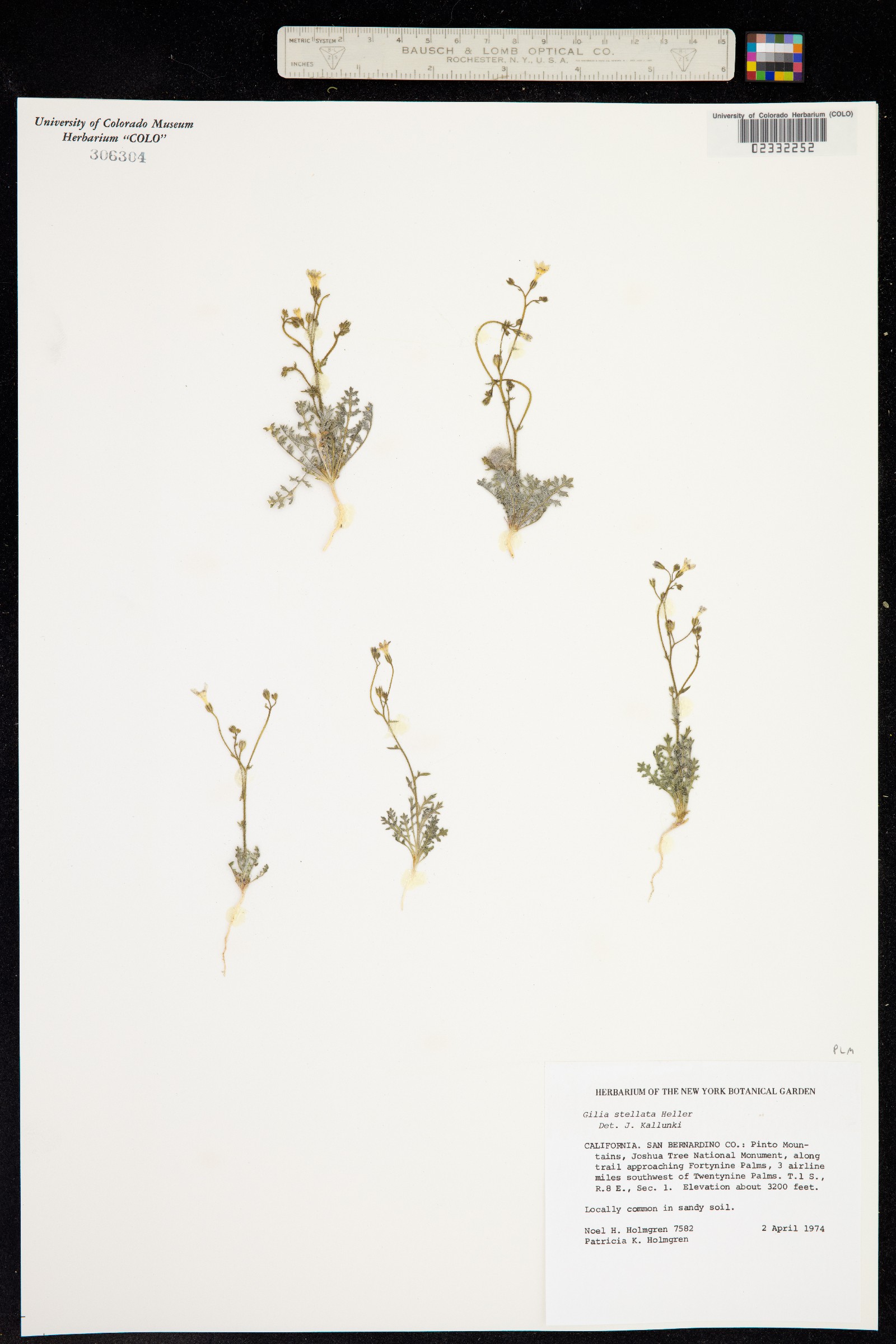 Gilia stellata image