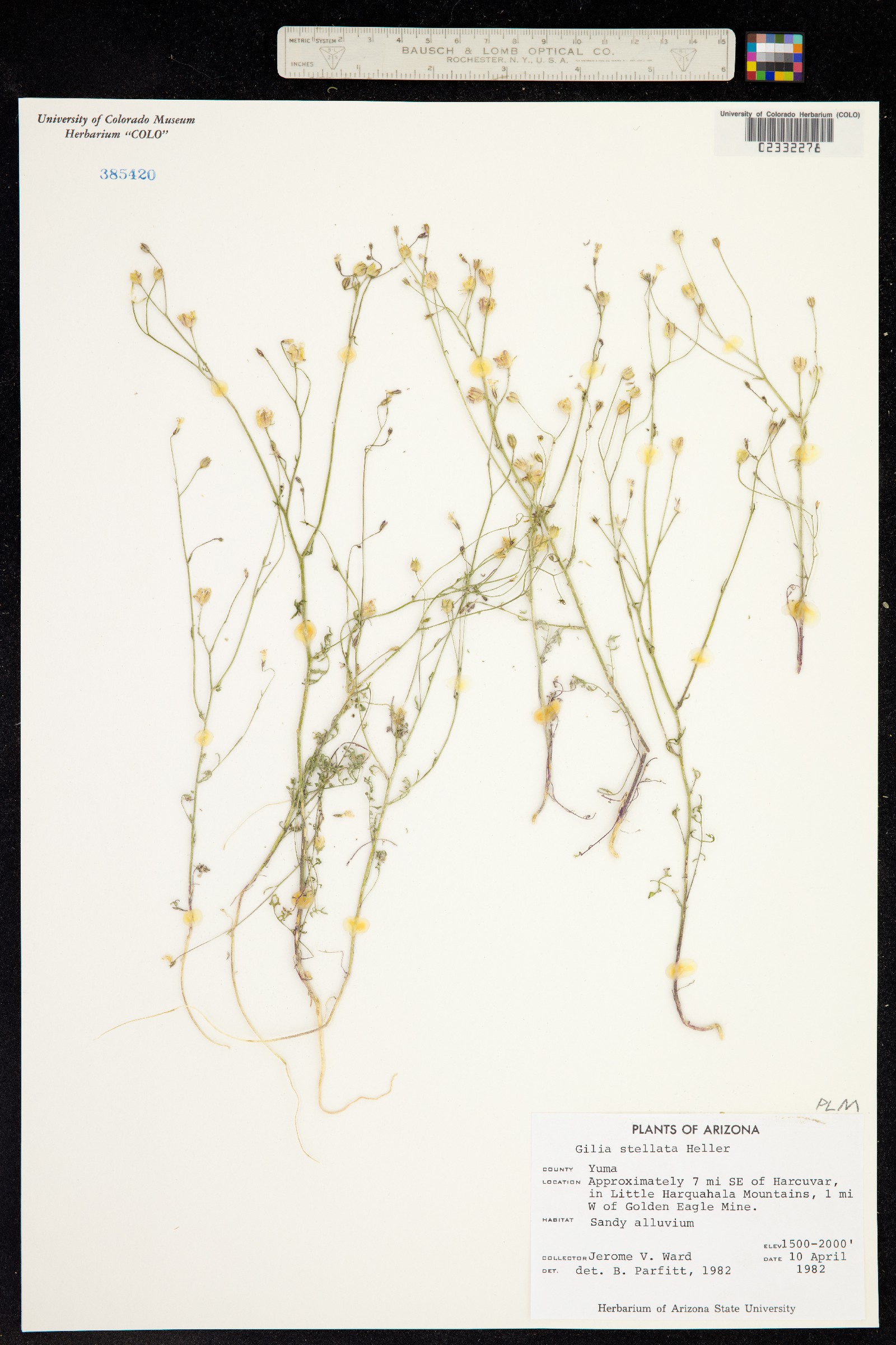 Gilia stellata image