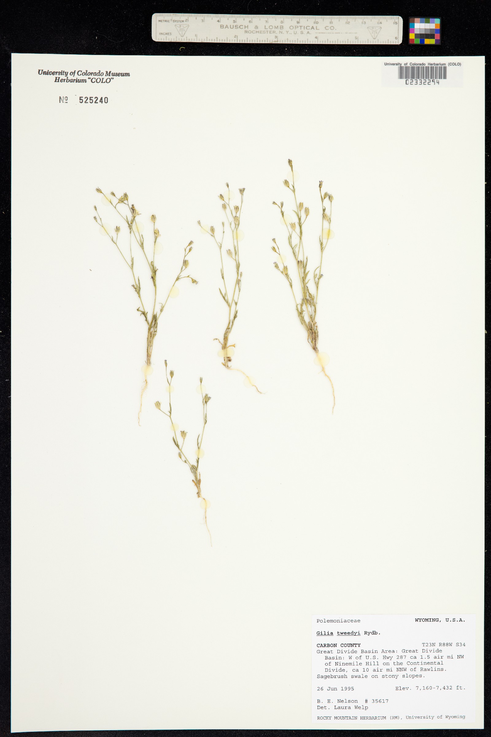 Gilia tweedyi image