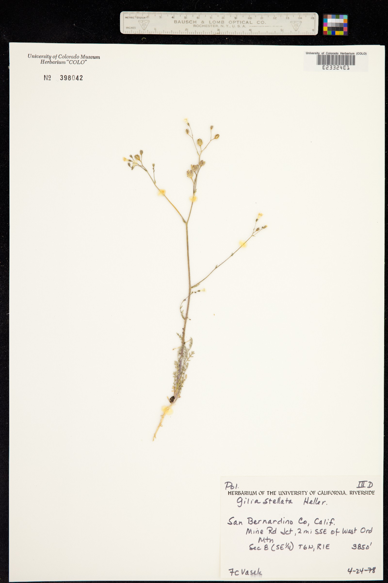 Gilia stellata image