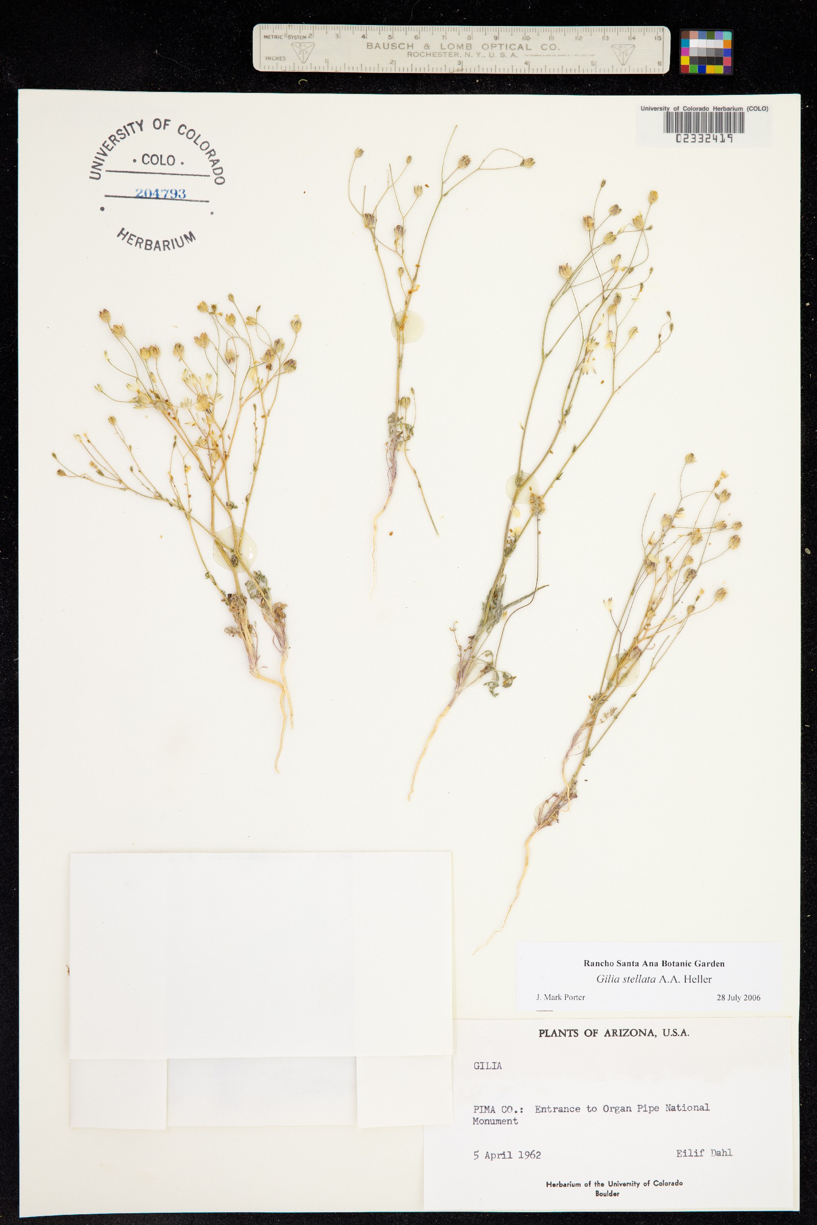 Gilia stellata image
