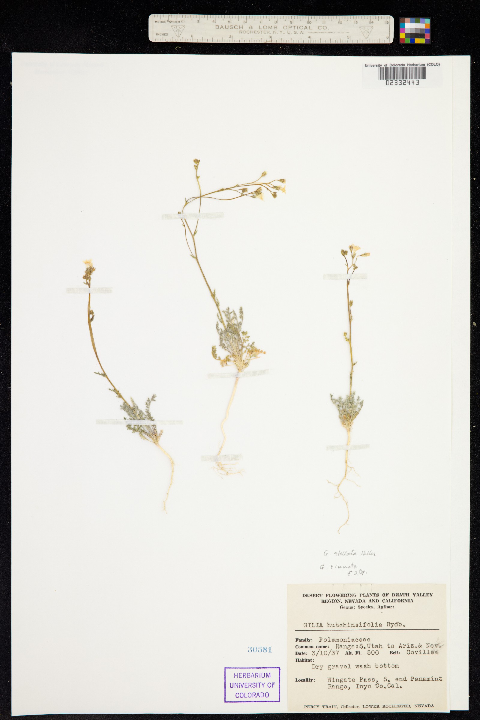 Gilia stellata image