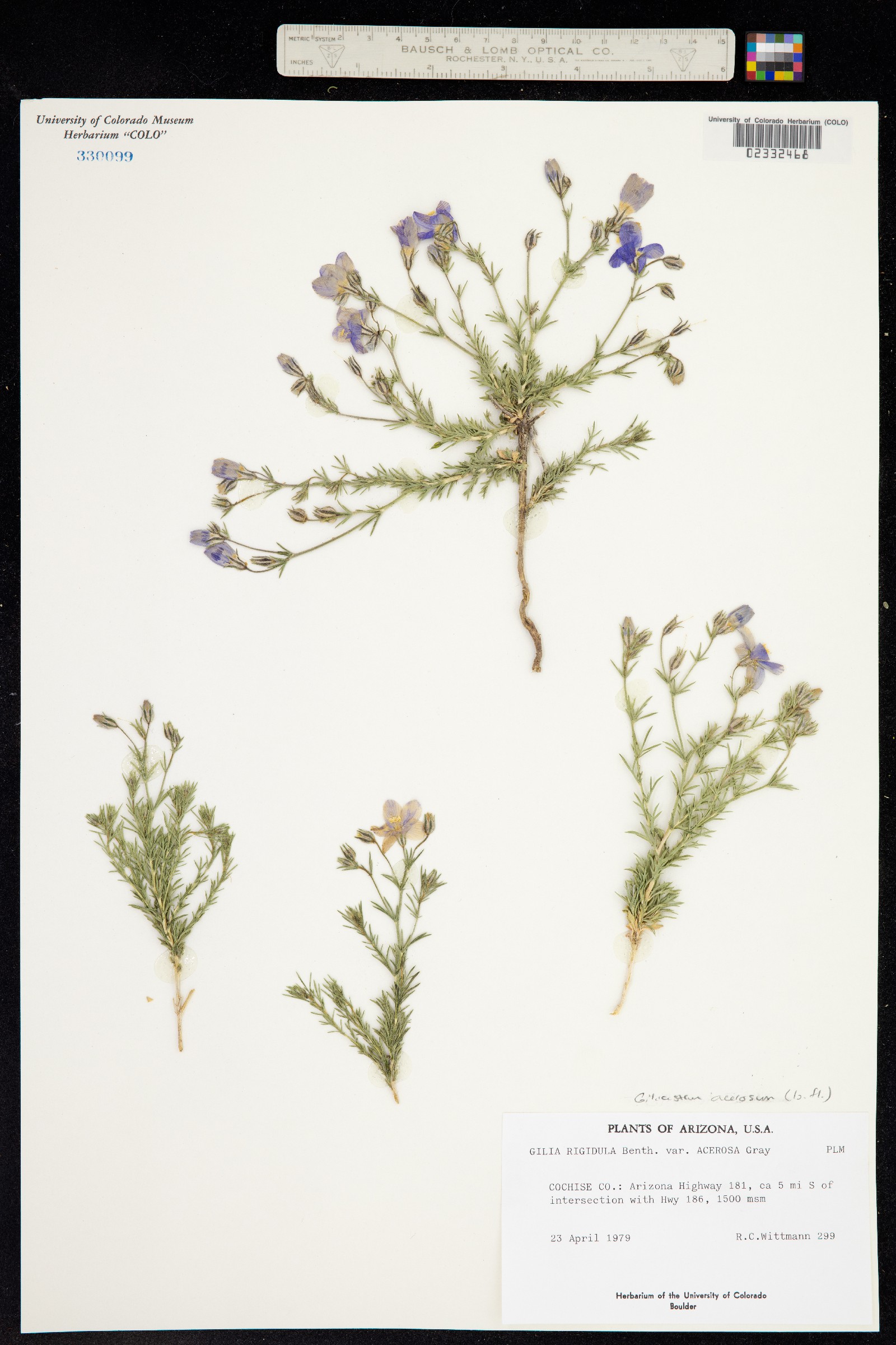 Giliastrum image