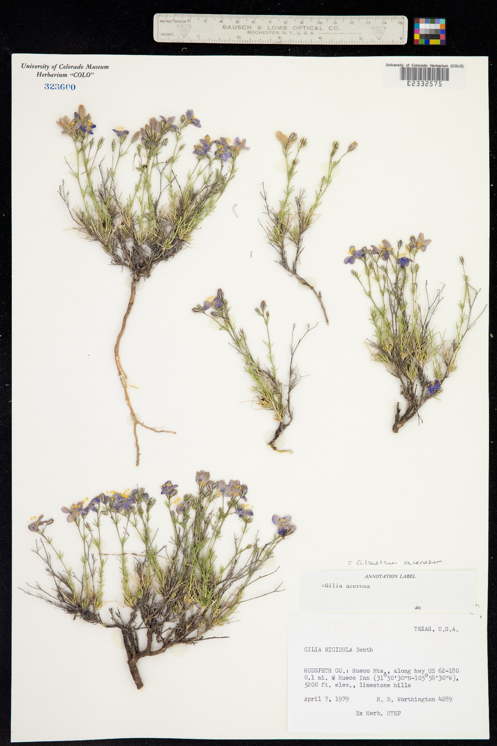 Giliastrum rigidulum image