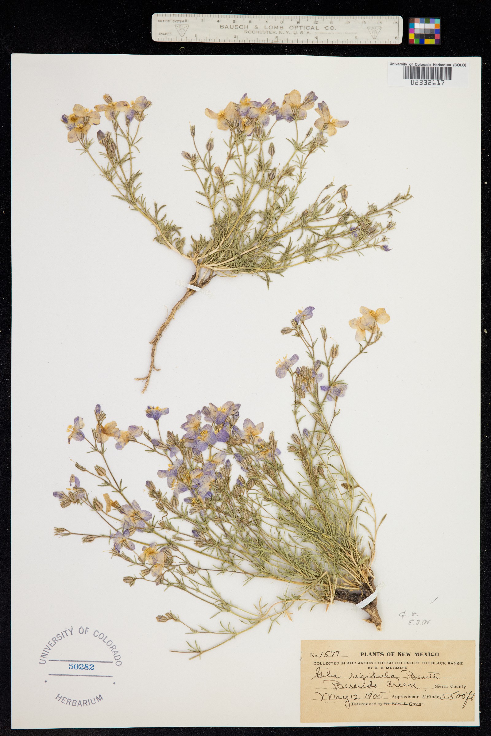 Giliastrum rigidulum image