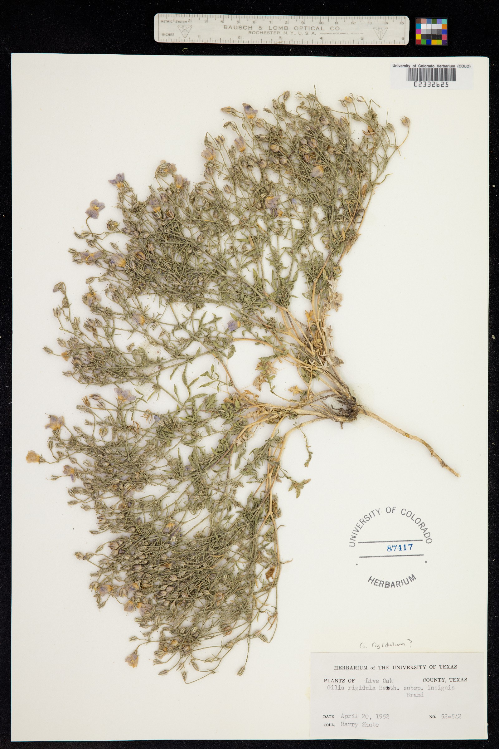 Giliastrum rigidulum image