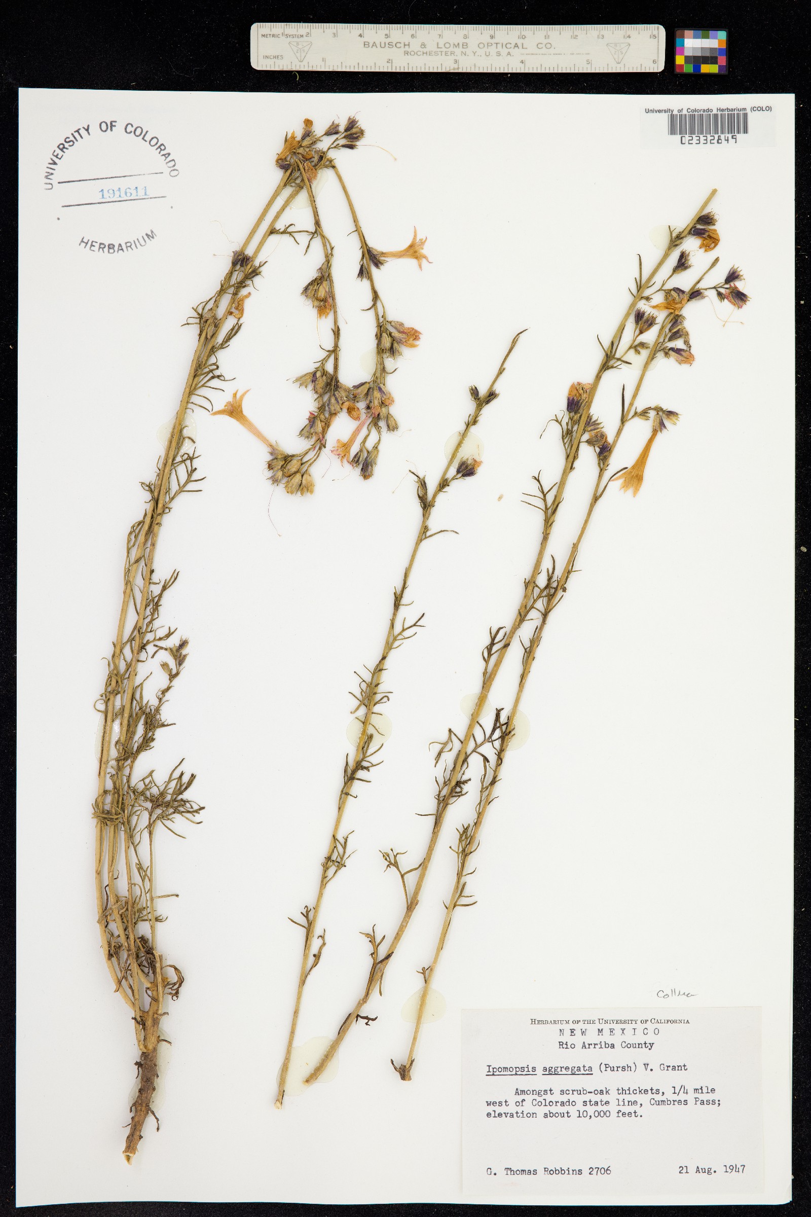 Ipomopsis aggregata image