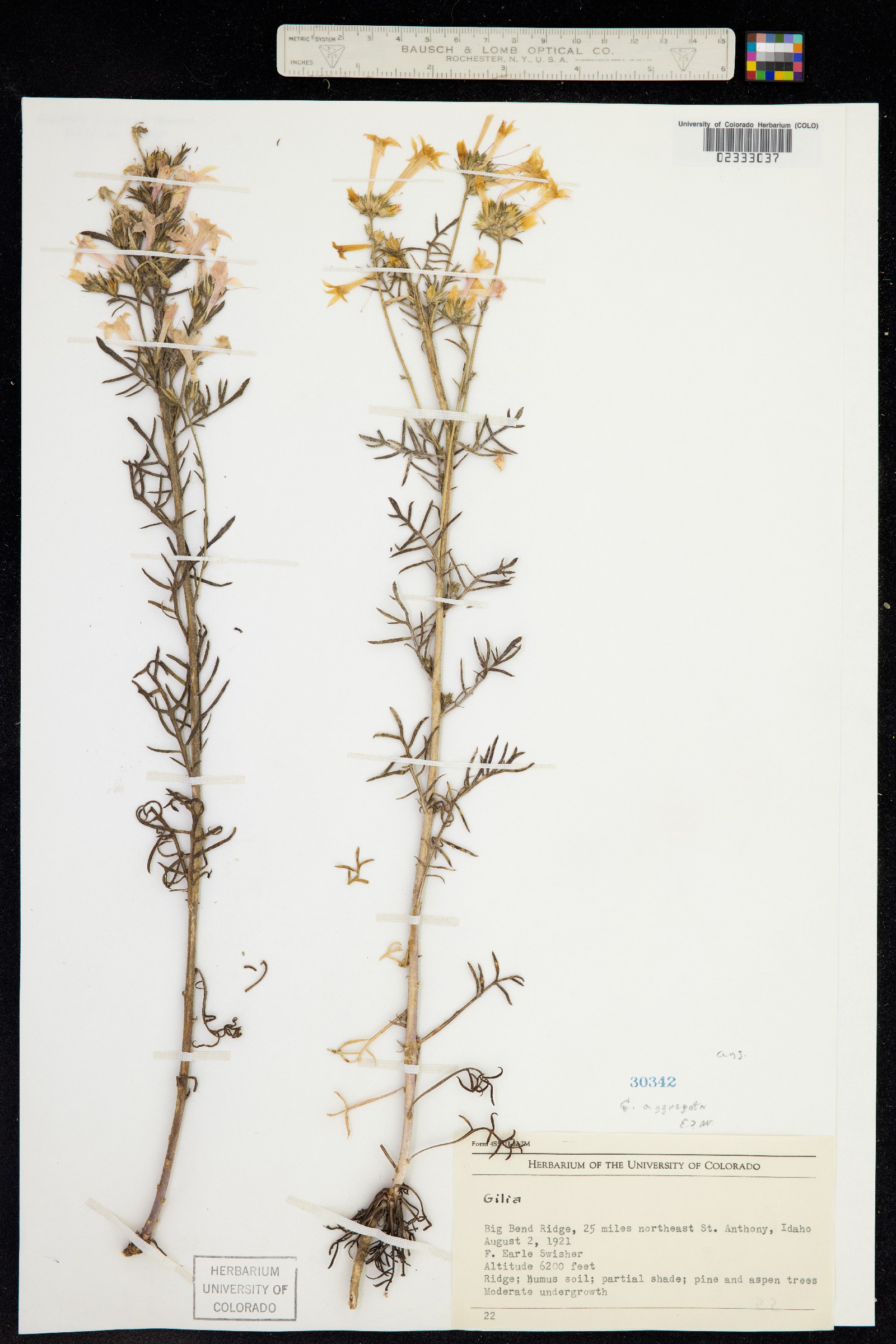 Ipomopsis aggregata image