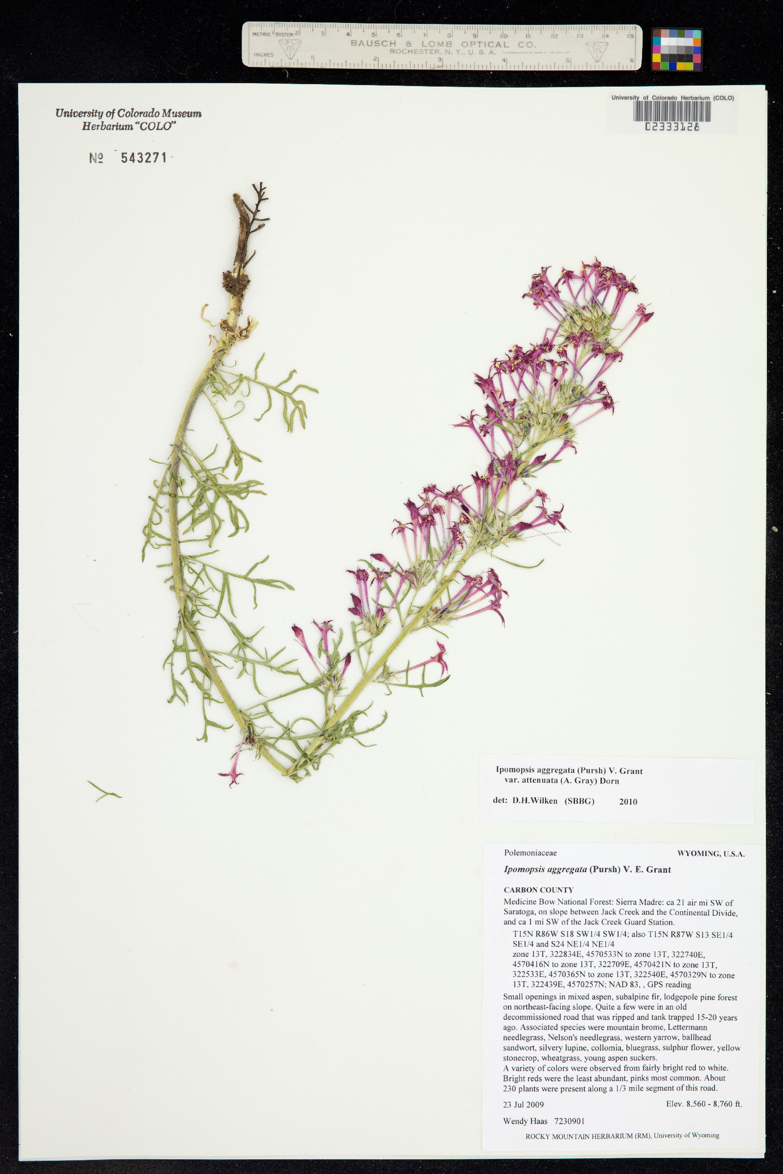 Ipomopsis aggregata image