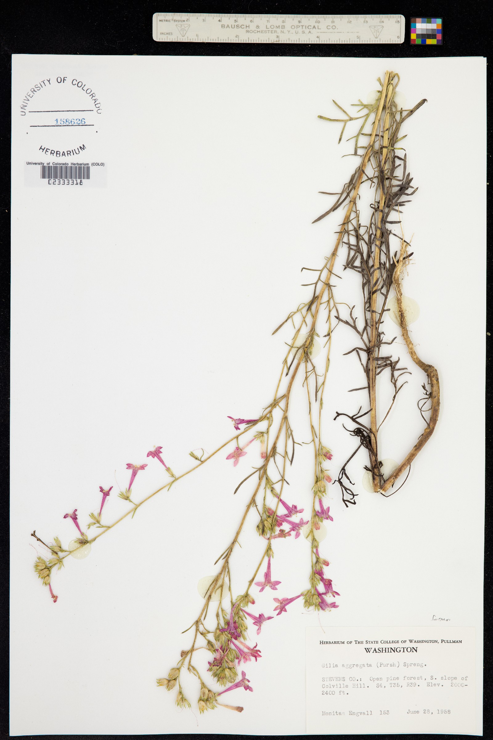 Ipomopsis aggregata image