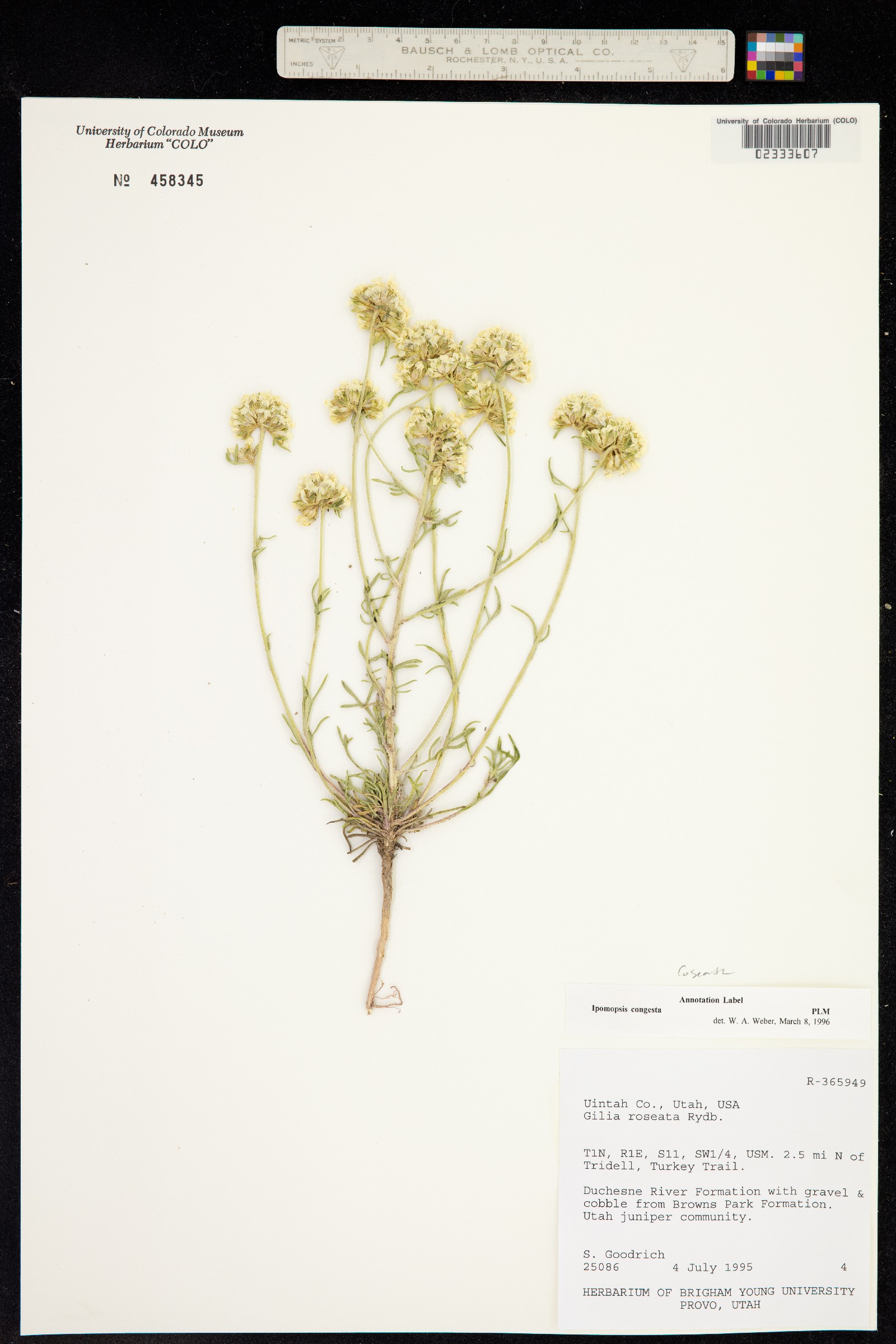 Ipomopsis congesta image