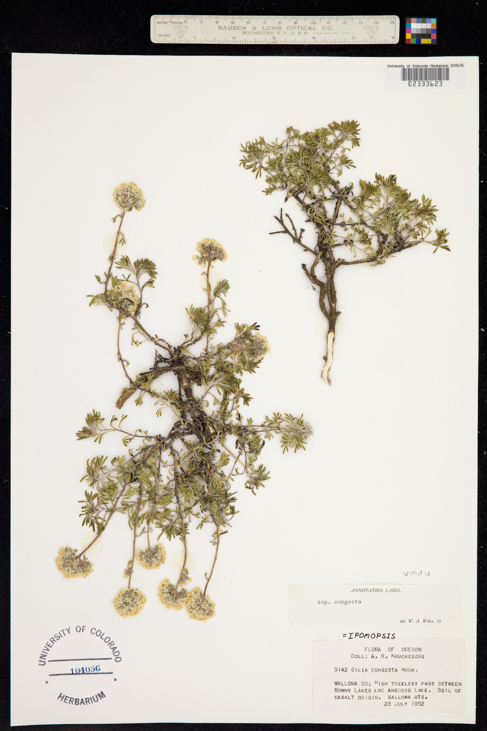 Ipomopsis image