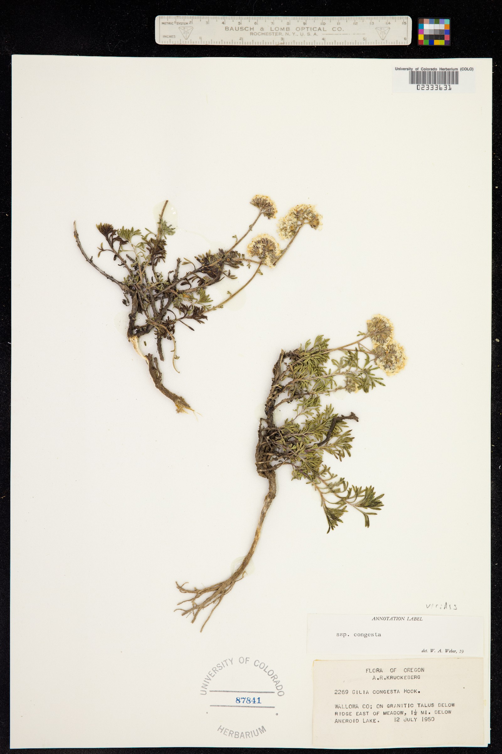 Ipomopsis congesta image