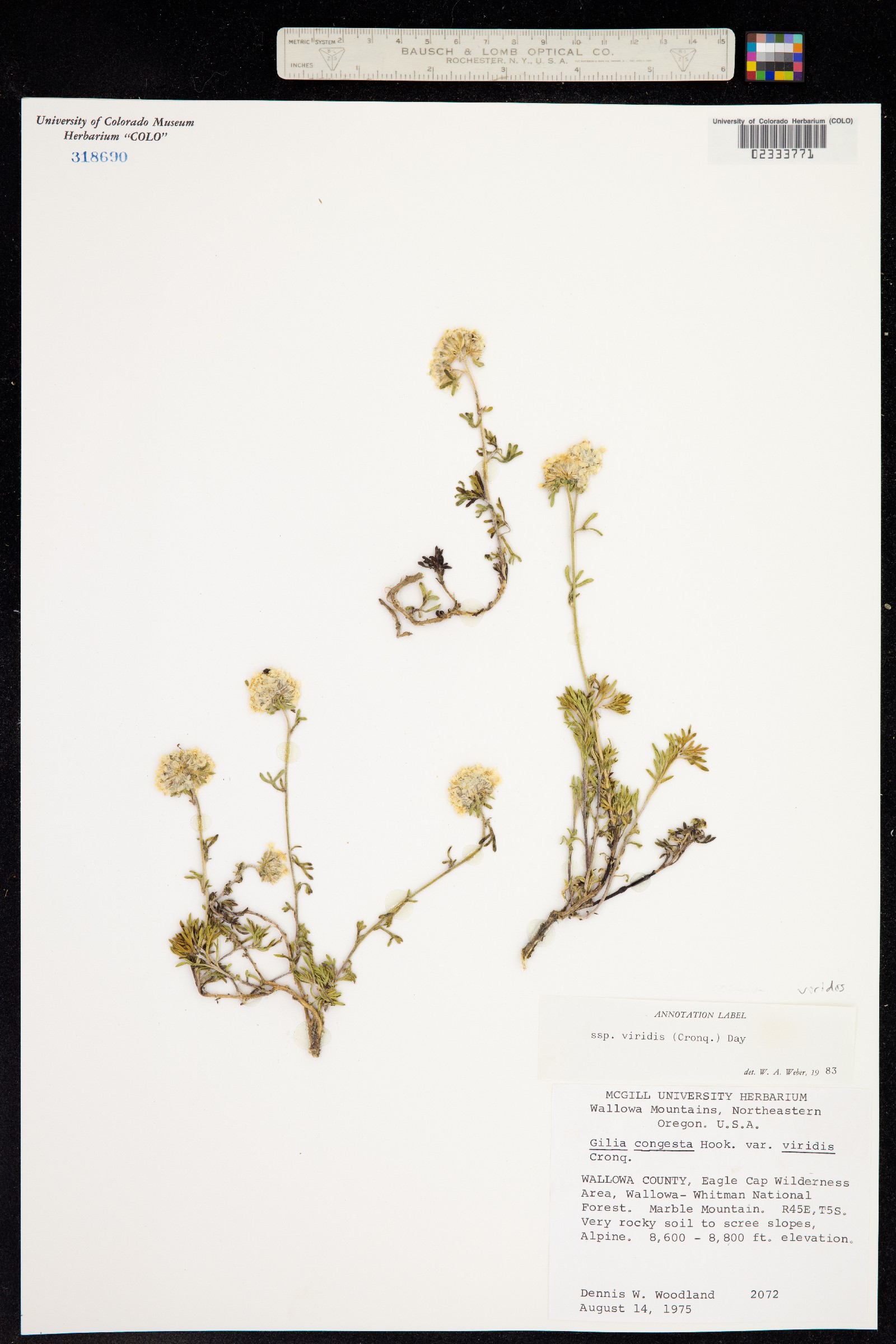 Ipomopsis congesta image