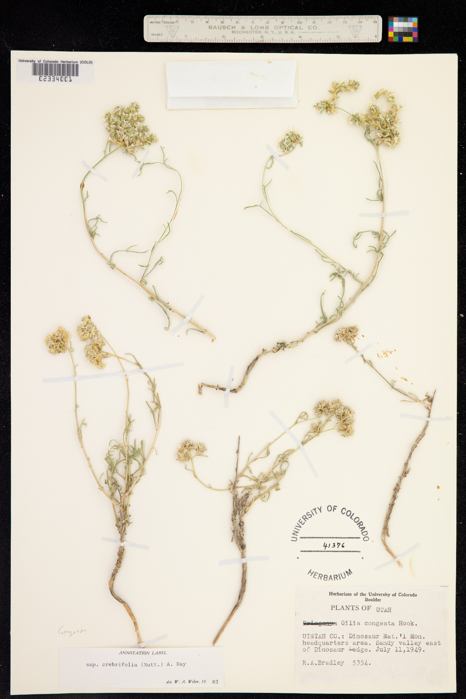 Ipomopsis congesta image