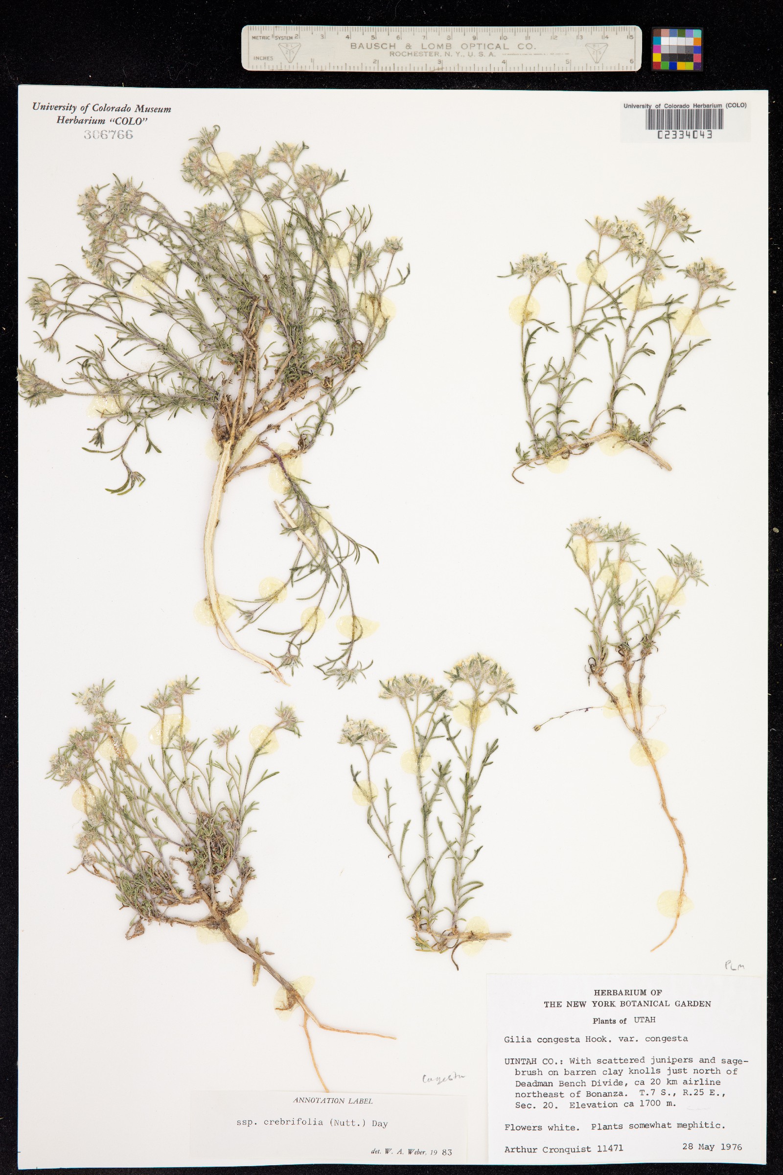 Ipomopsis congesta image