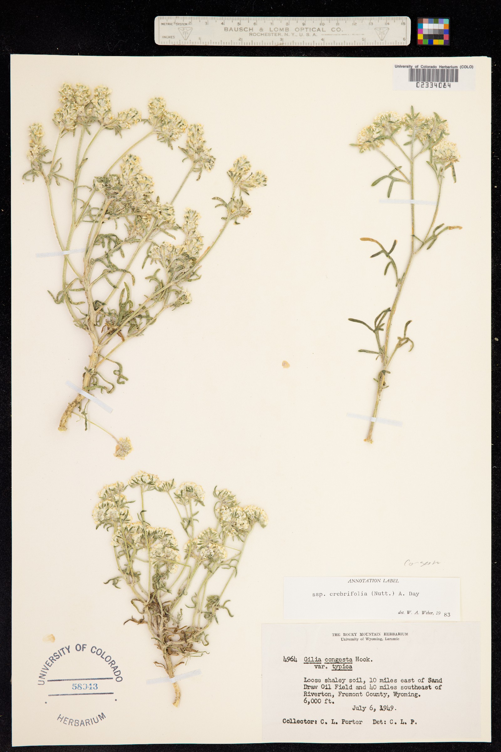Ipomopsis congesta ssp. crebrifolia image
