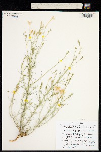 Ipomopsis longiflora image