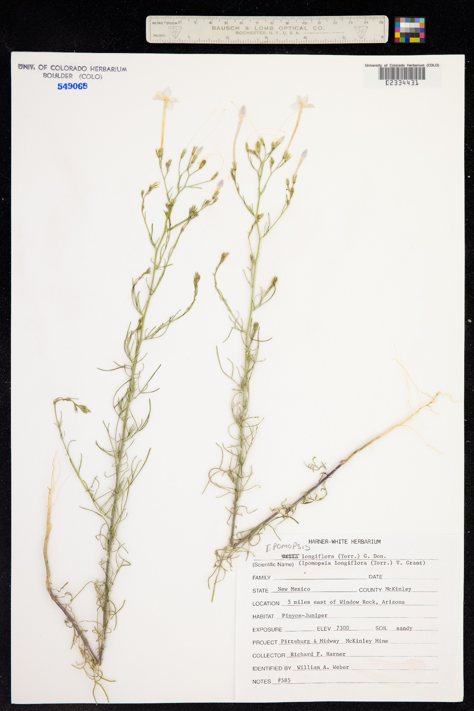 Ipomopsis longiflora image