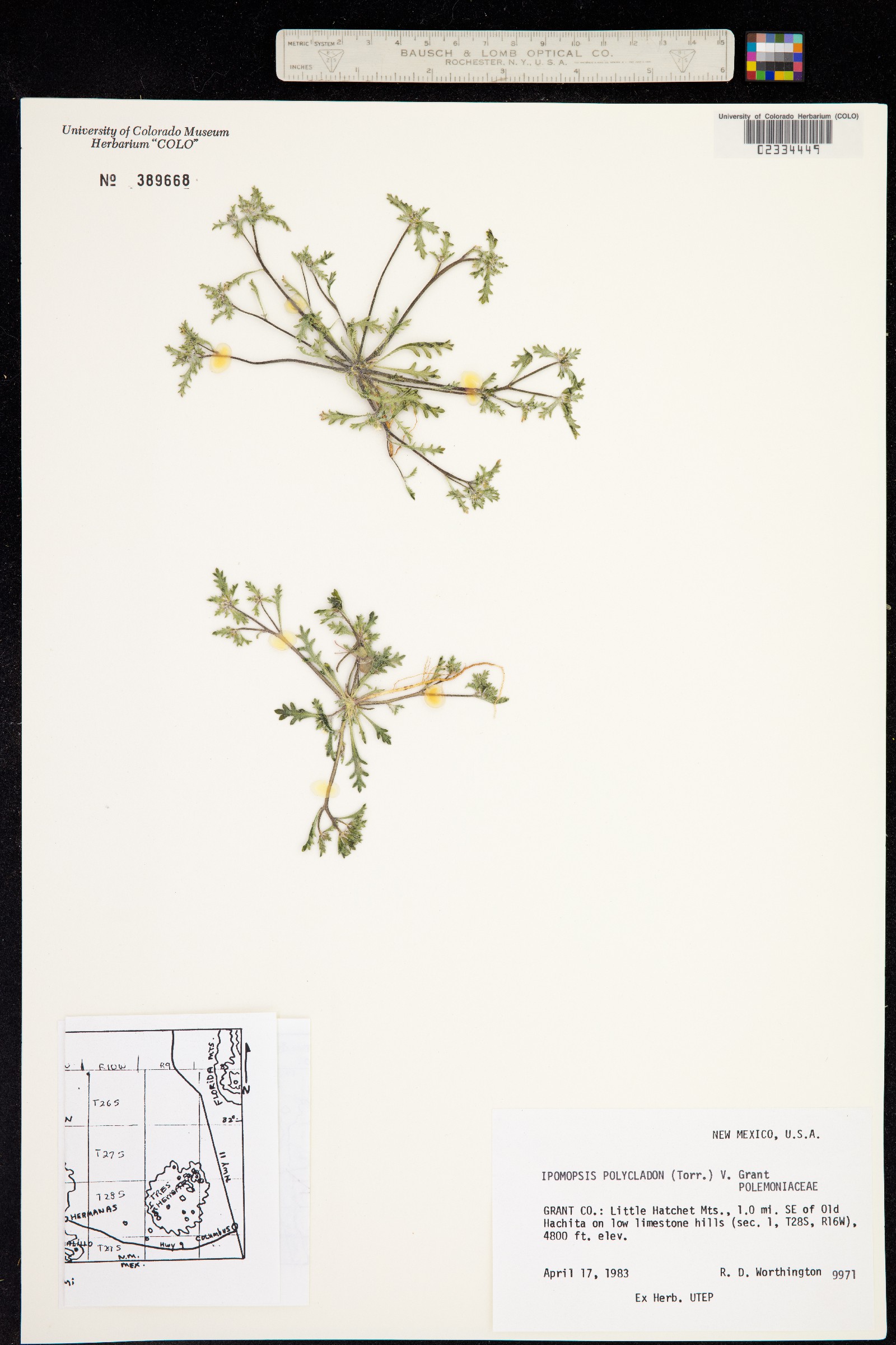 Ipomopsis polycladon image