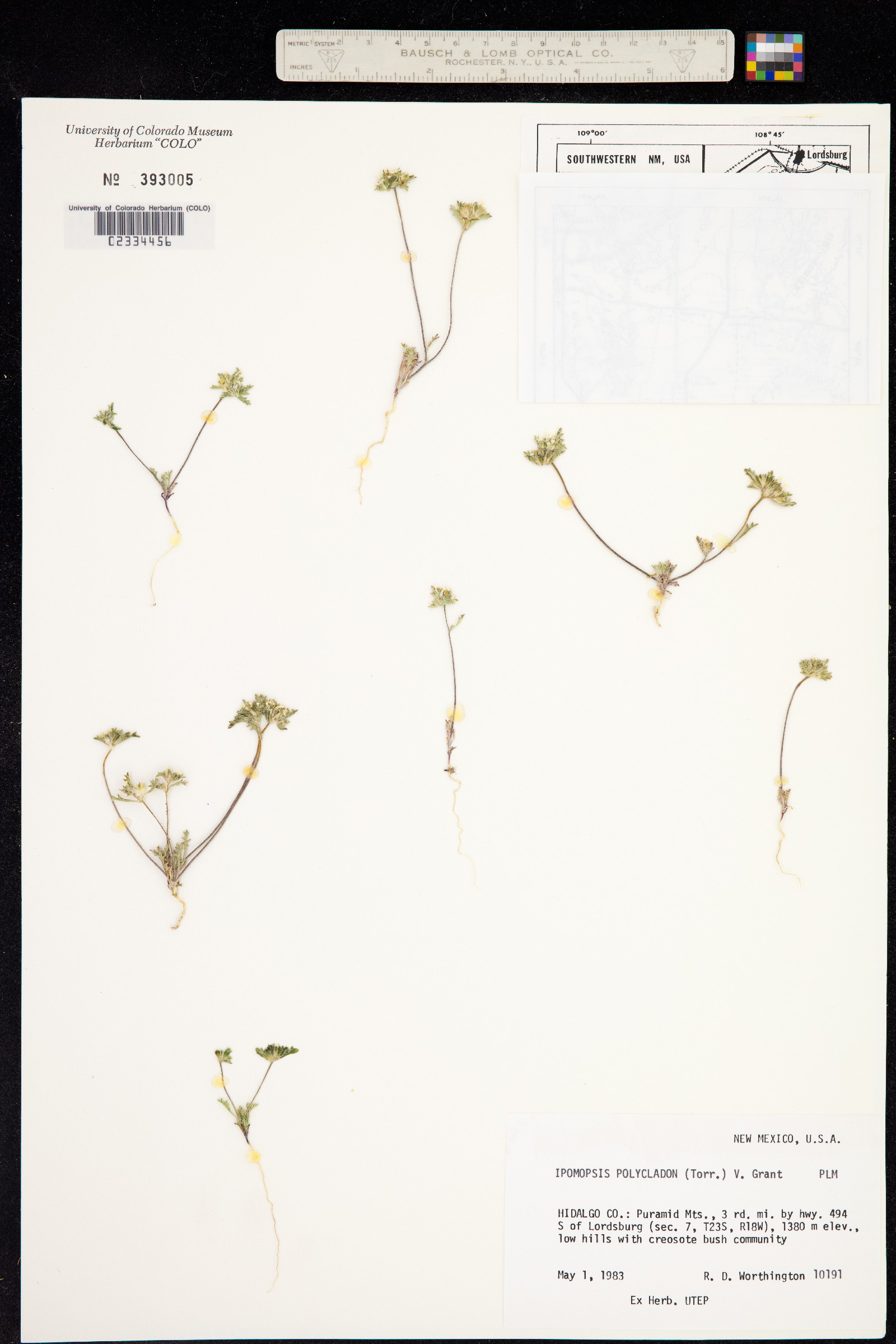 Ipomopsis polycladon image