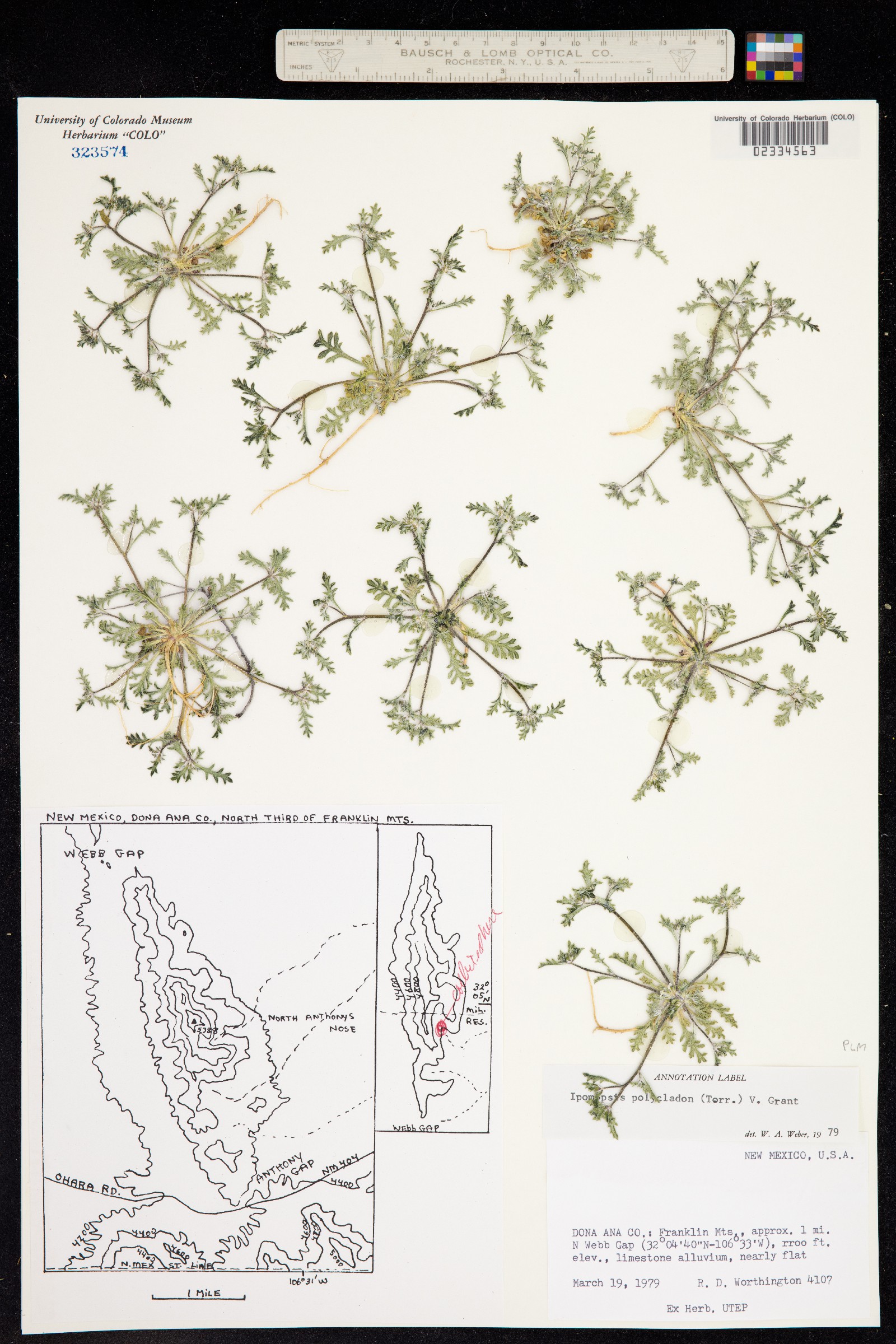 Ipomopsis polycladon image