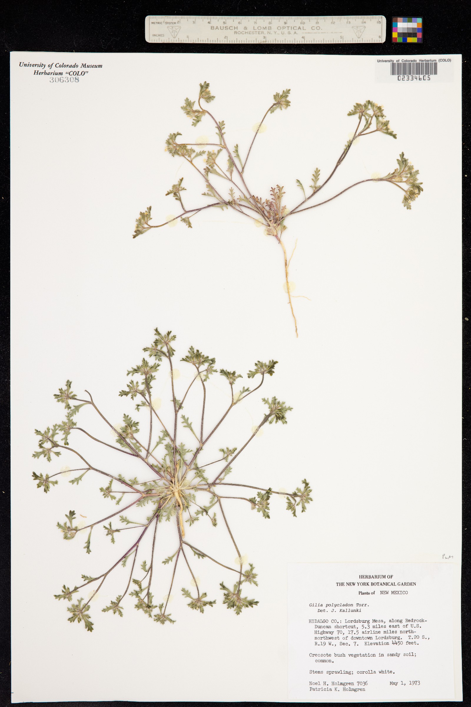 Ipomopsis polycladon image