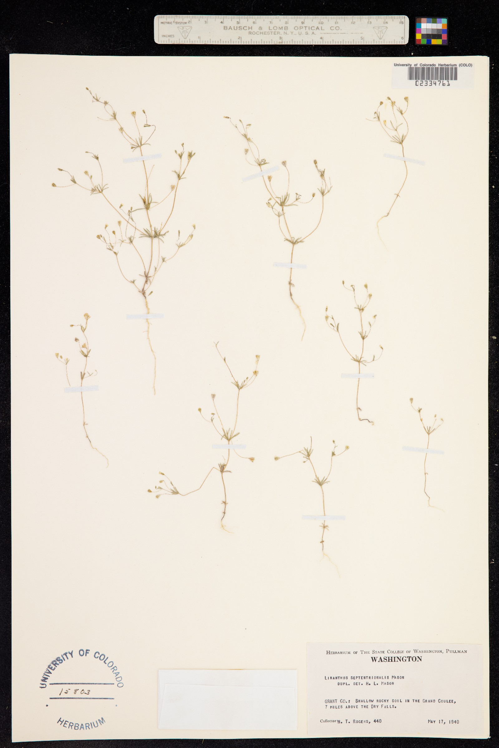 Leptosiphon harknessii image