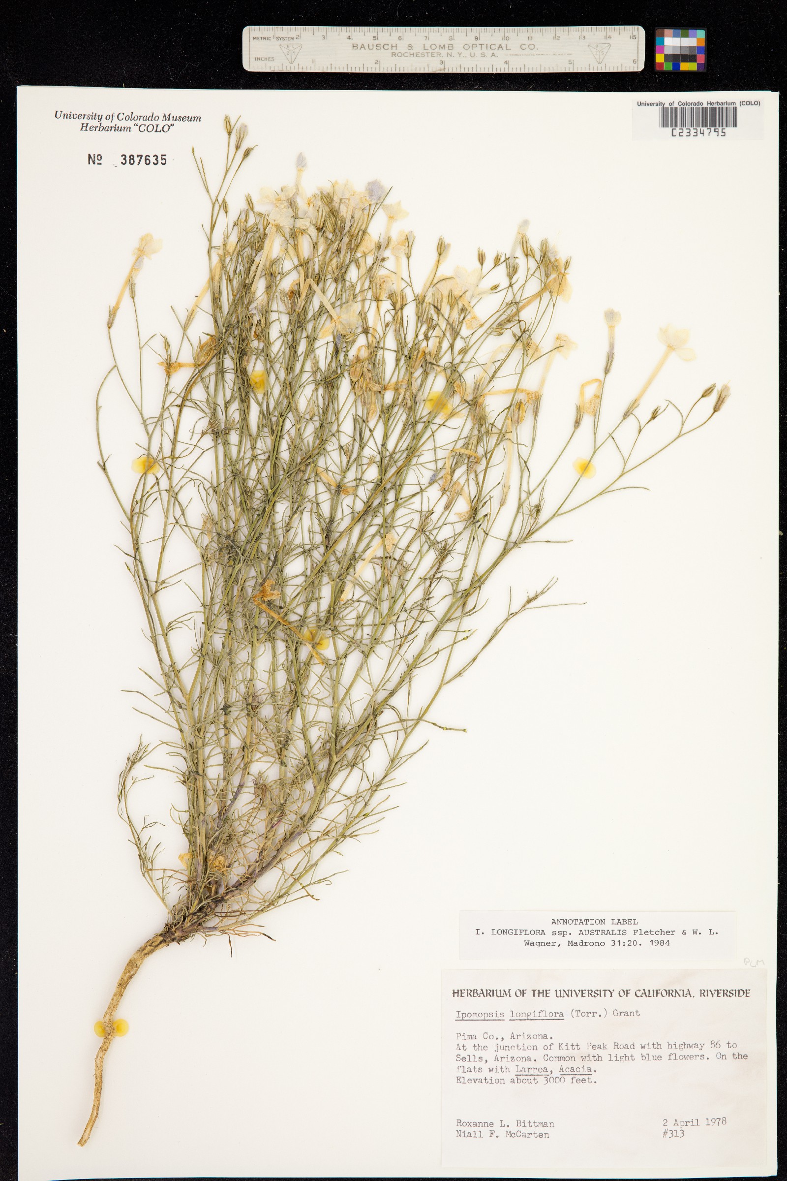 Ipomopsis longiflora ssp. australis image