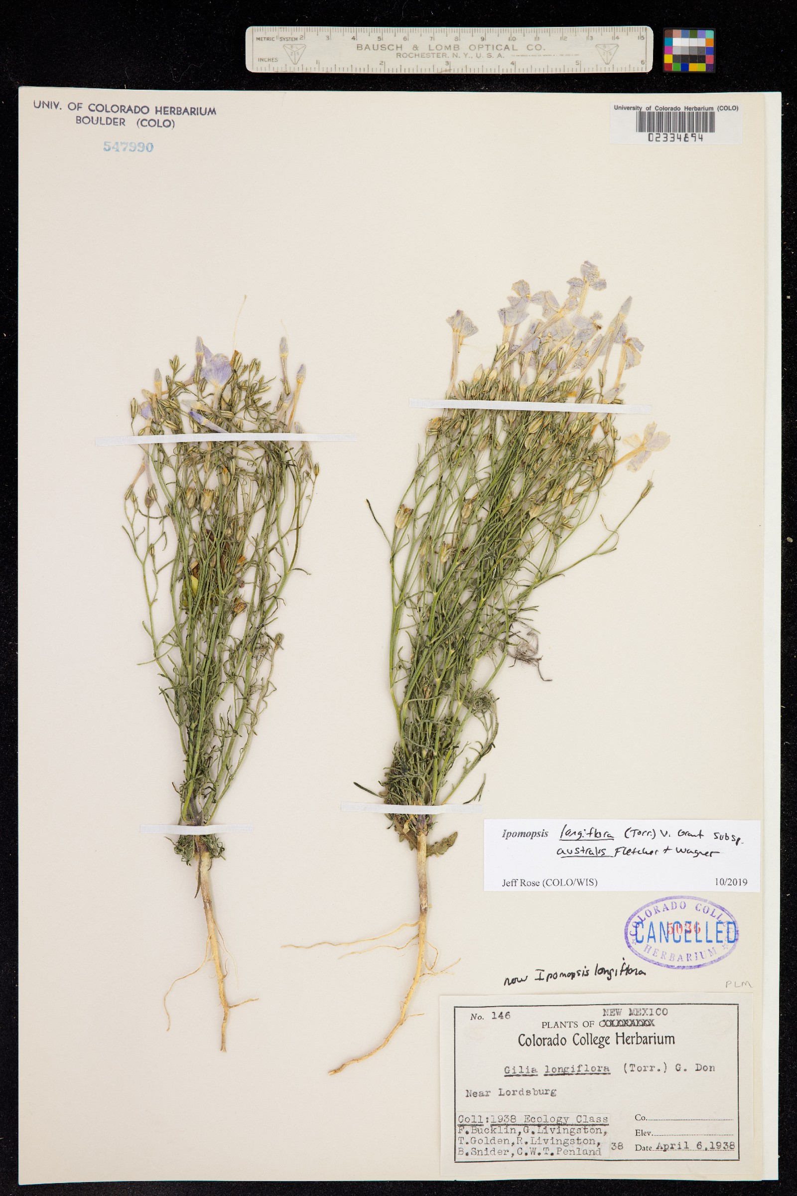 Ipomopsis longiflora image