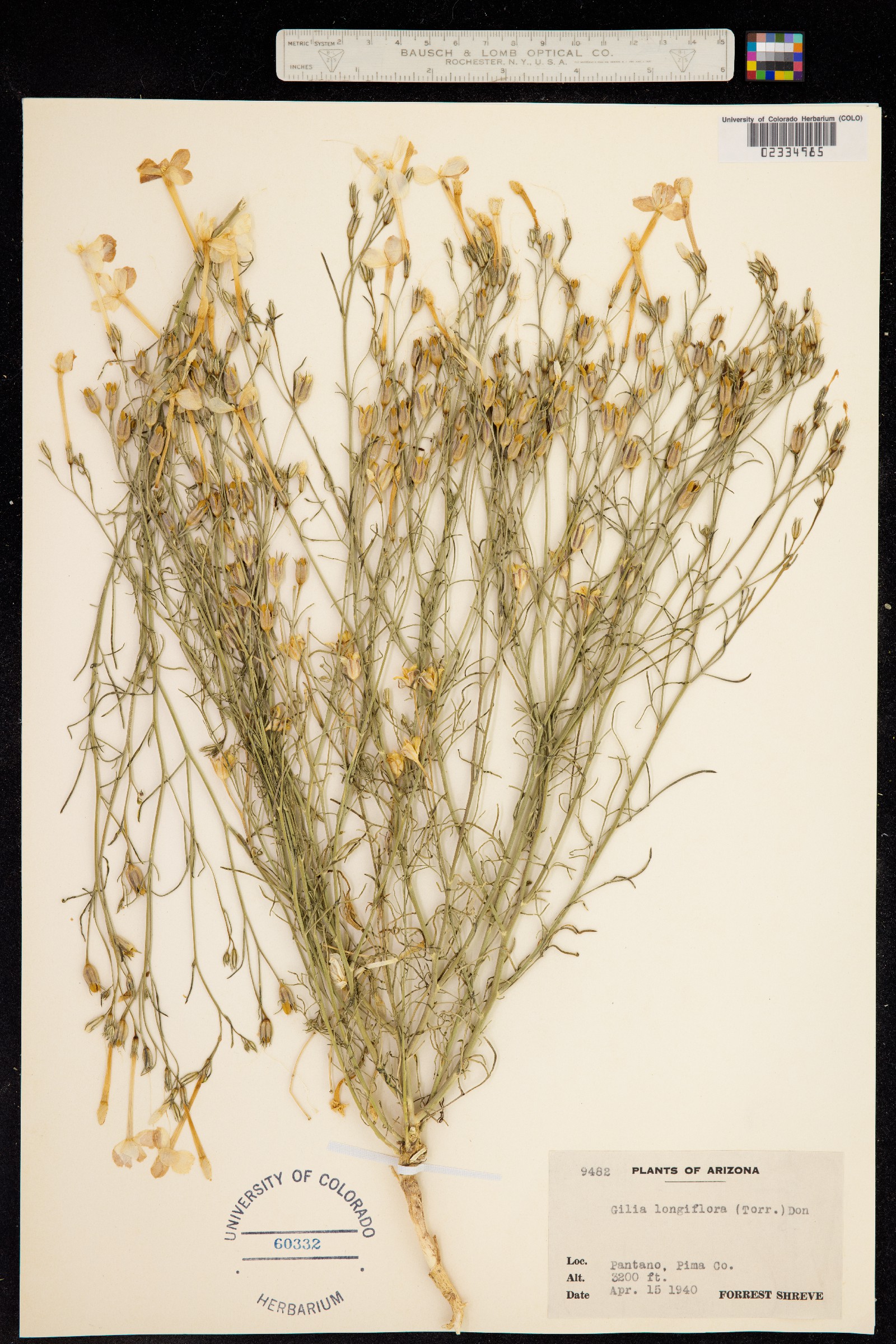 Ipomopsis longiflora image