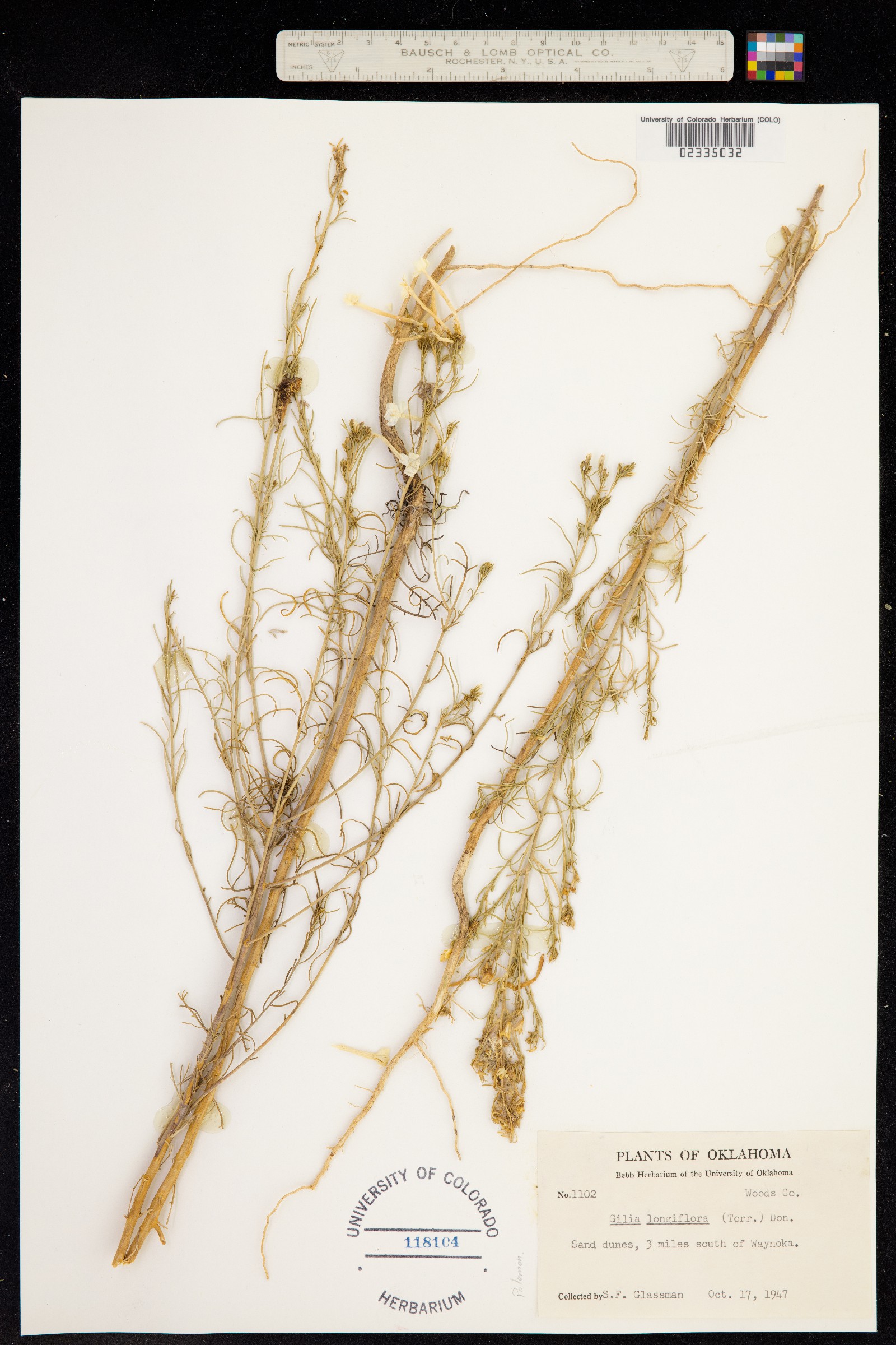 Ipomopsis longiflora image