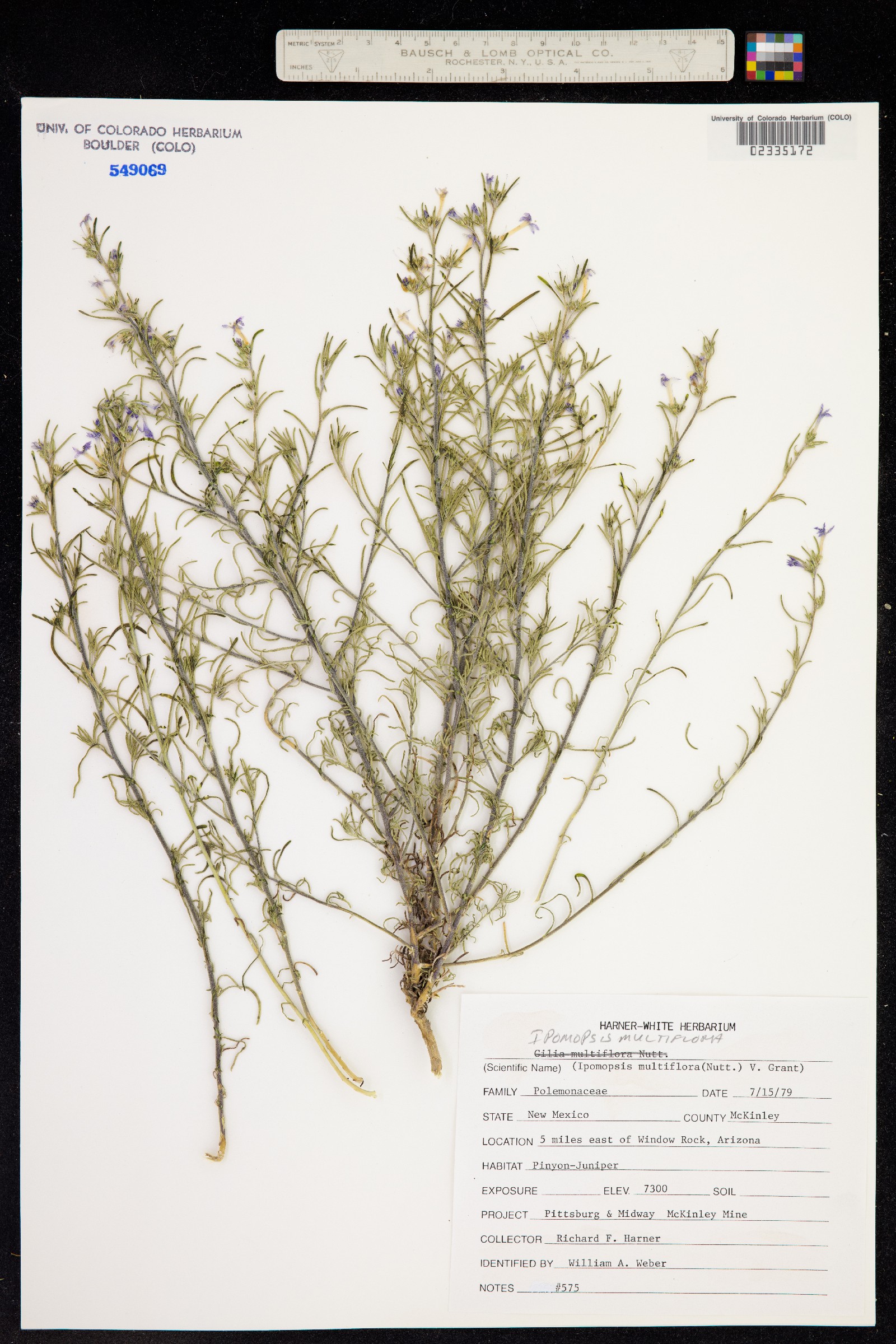 Ipomopsis multiflora image