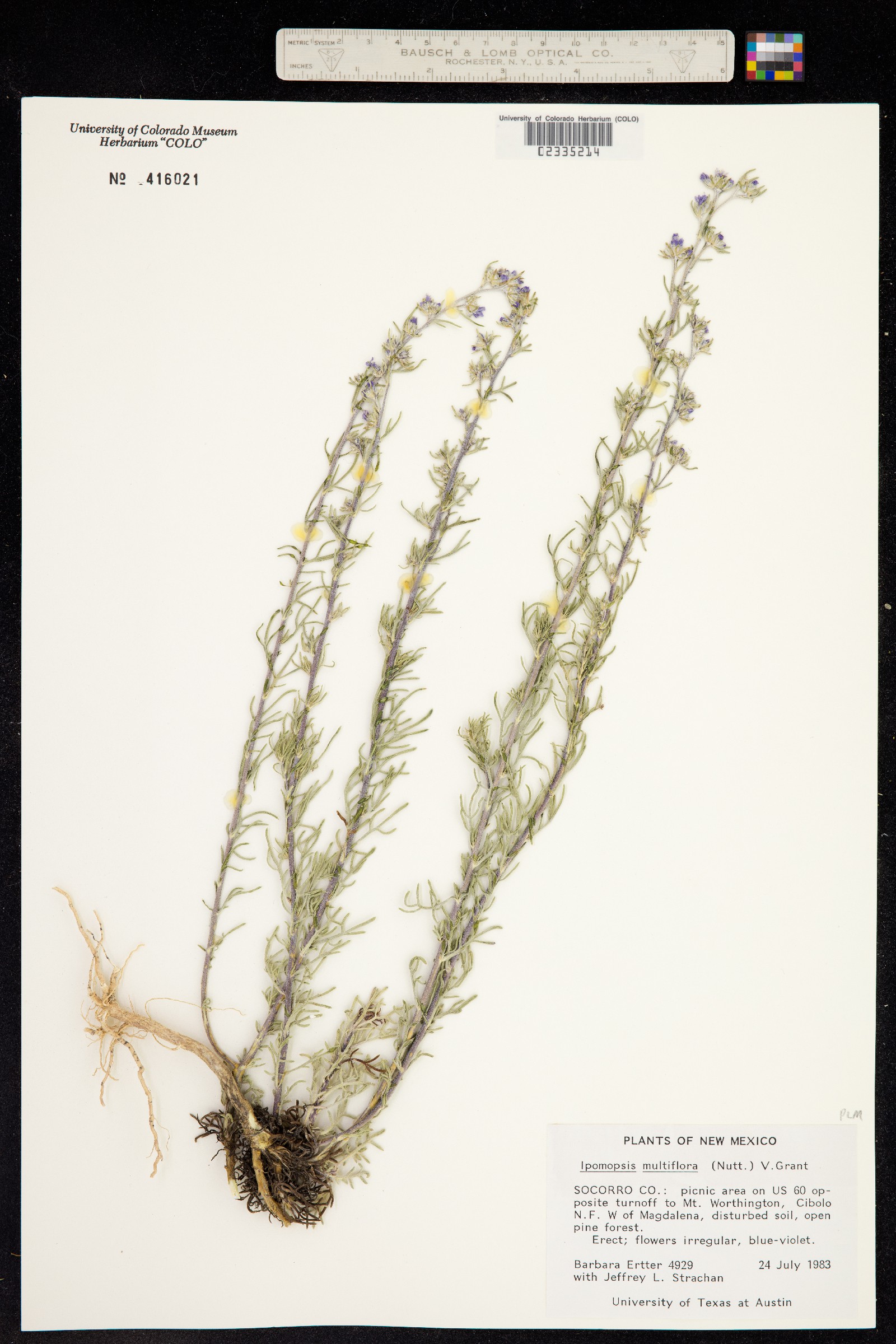 Ipomopsis multiflora image