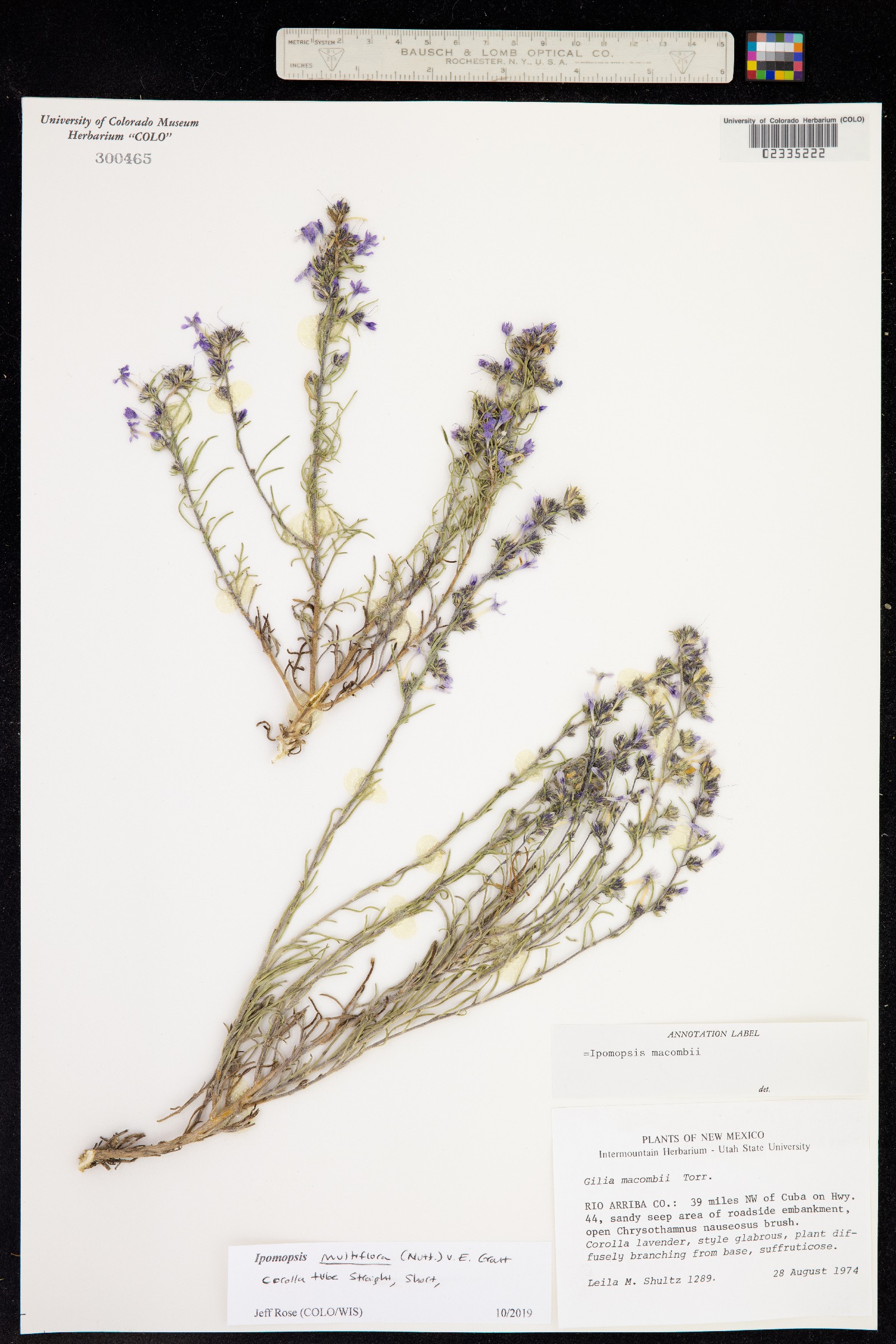 Ipomopsis multiflora image