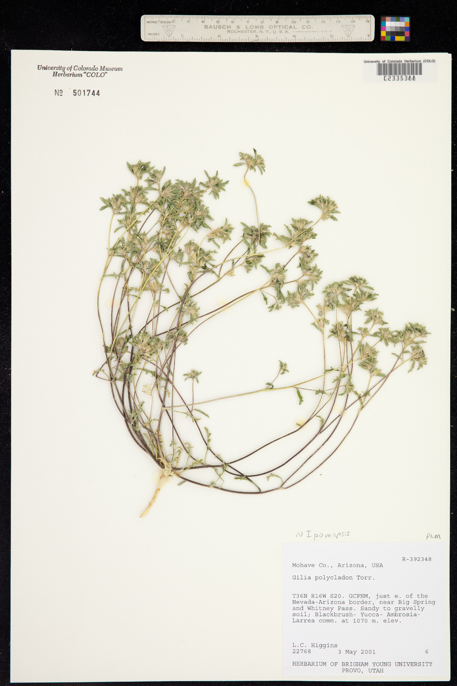 Ipomopsis polycladon image