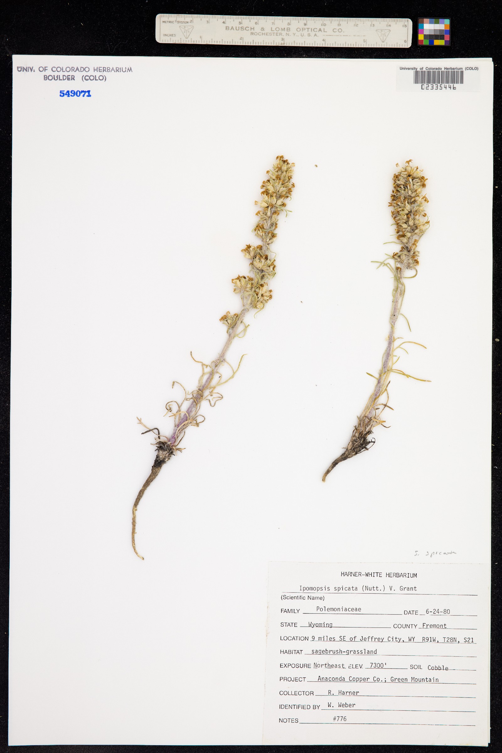 Ipomopsis spicata image