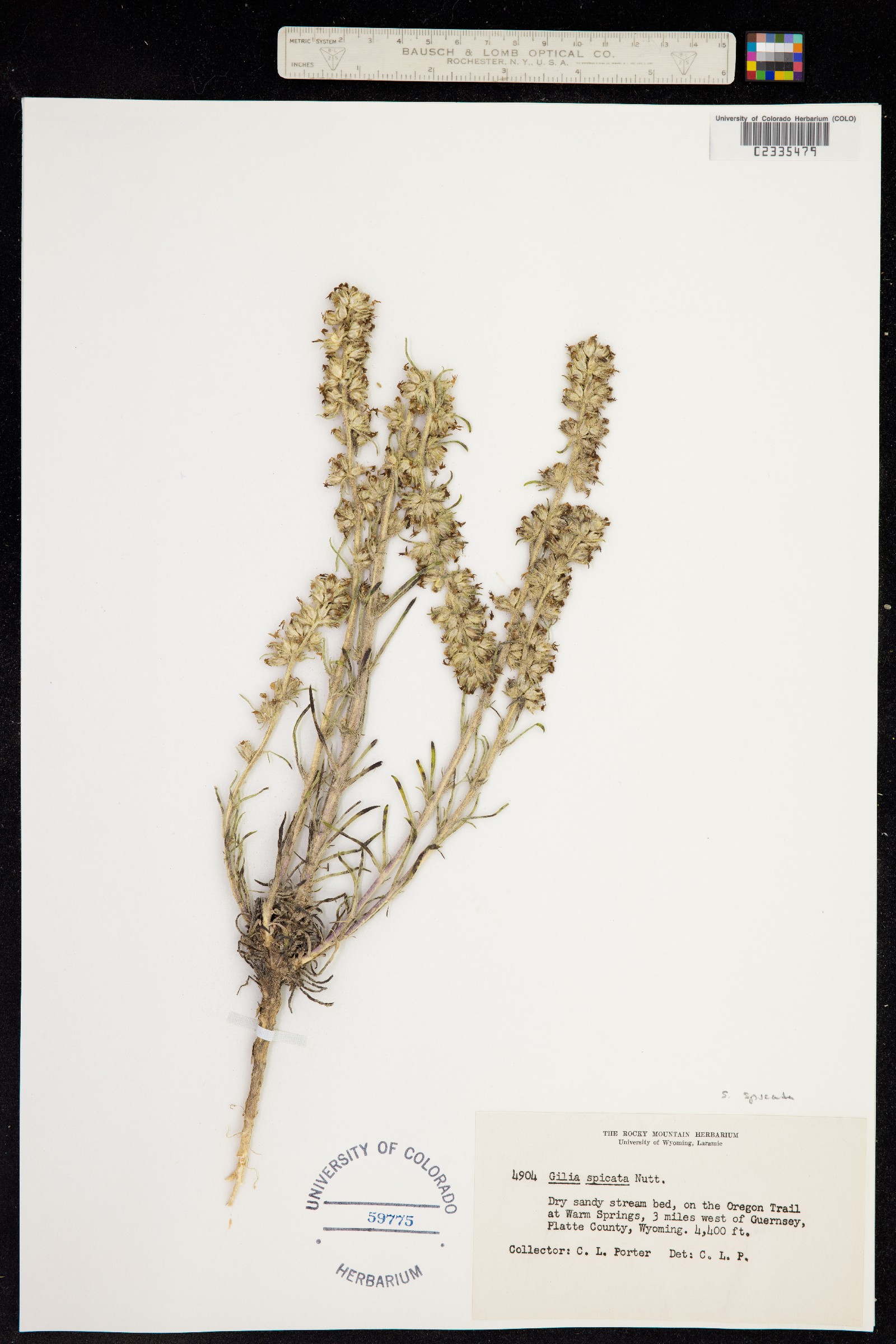 Ipomopsis spicata image